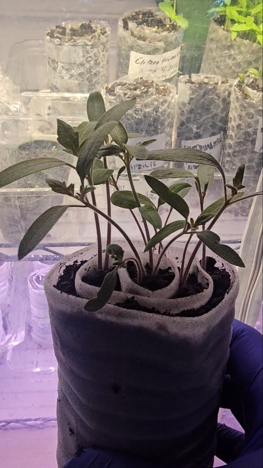 My little granny hobby is expanding guys 🤓
This is Snail seeding. All you need is a strip of some durable flexible plastic (in this case I used bubble wrap)- moist potting soil, tape and the seeds you want to sow! You germinate the seeds with little space. It cuts costs and spares you lots of room in yoir greenhouse.
#snailseeding