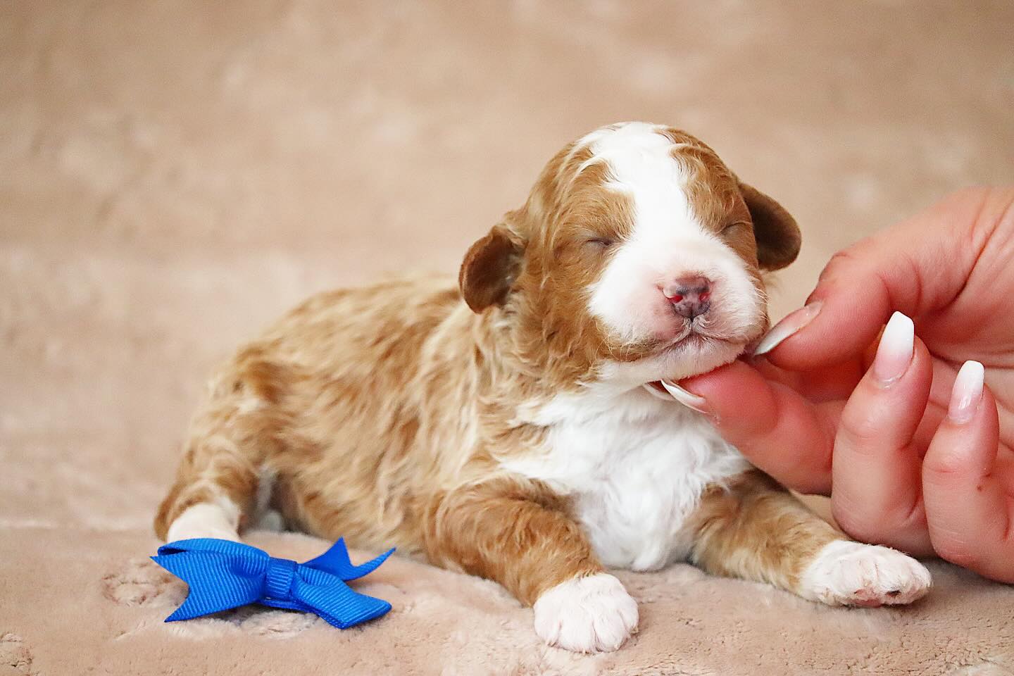 Kitty & Reggies mini Teddy Bear Bernedoodles ( Born April 7th,2026 ) these babies will be ready to leave mid June! Both parents are about 25 lbs #LKBernedoodles #Teddybearbernedoodles