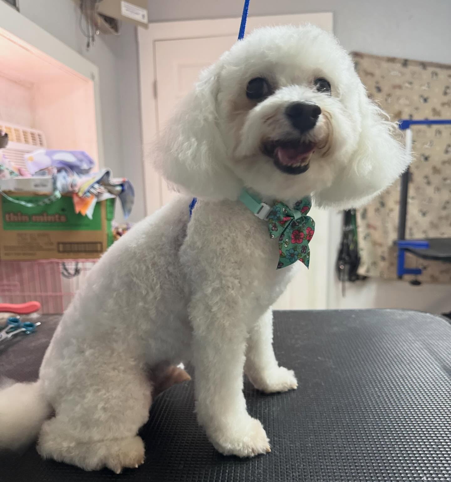 Puppy Power Dog Resort has grooming openings tomorrow if anyone’s interested in making an appointment after all this rain. ☔️ please call us at 210-320-2293 tonight before 6pm or tomorrow morning after 8 AM. 😊 we would love to groom your fur babies. ❤️❤️❤️❤️
