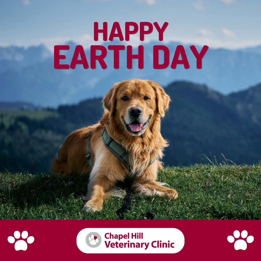 Happy Earth Day! 🌍
Let’s protect our planet so pets can enjoy more walks, sniffs, and sunshine. 🐾