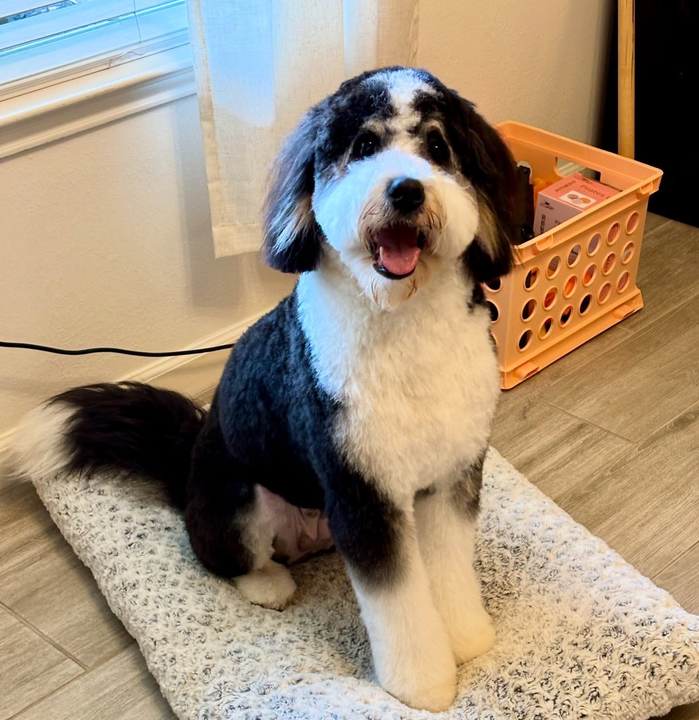 Little Miss Dixie @lilmissdixiechicken got her first haircut!! Isn’t she the cutest? 💕. Any of her littermates from Remi’s Agge litter, get their first cut yet?
