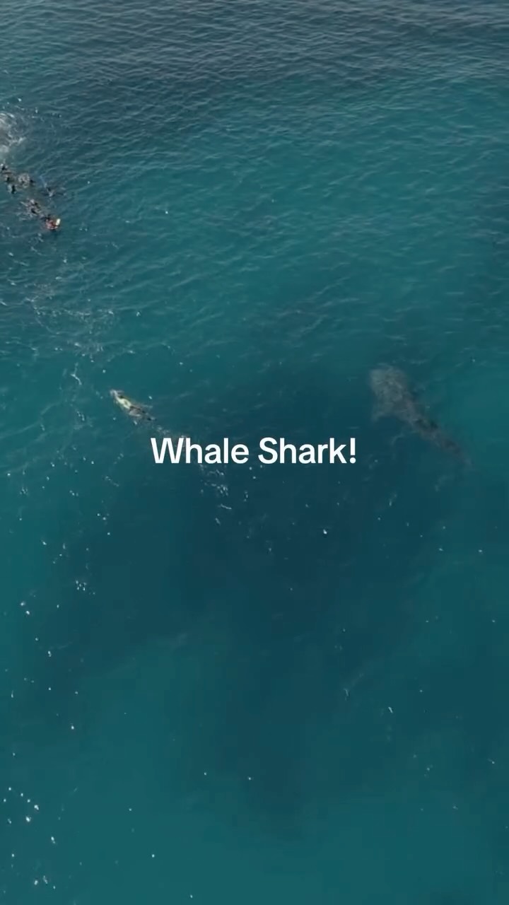Tomorrow marks the first Whale Shark tour post cyclone narelle. We are SO excited to get back in the water.
Let’s do this! 💙
#ningalooreef #whalesharks #snorkelling #exmouth #latitude22