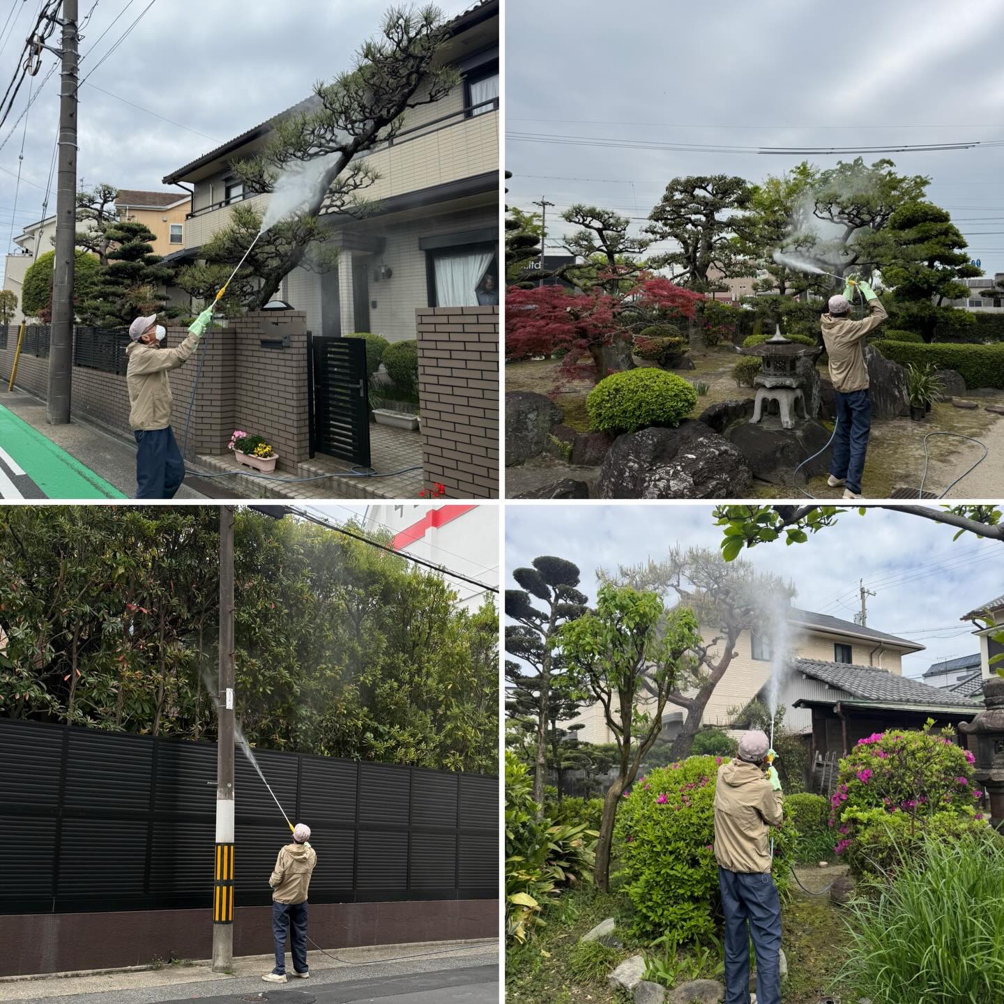 消毒の季節がやってきました。先ずは本日、10件まわりました。
#庭木消毒 #名古屋