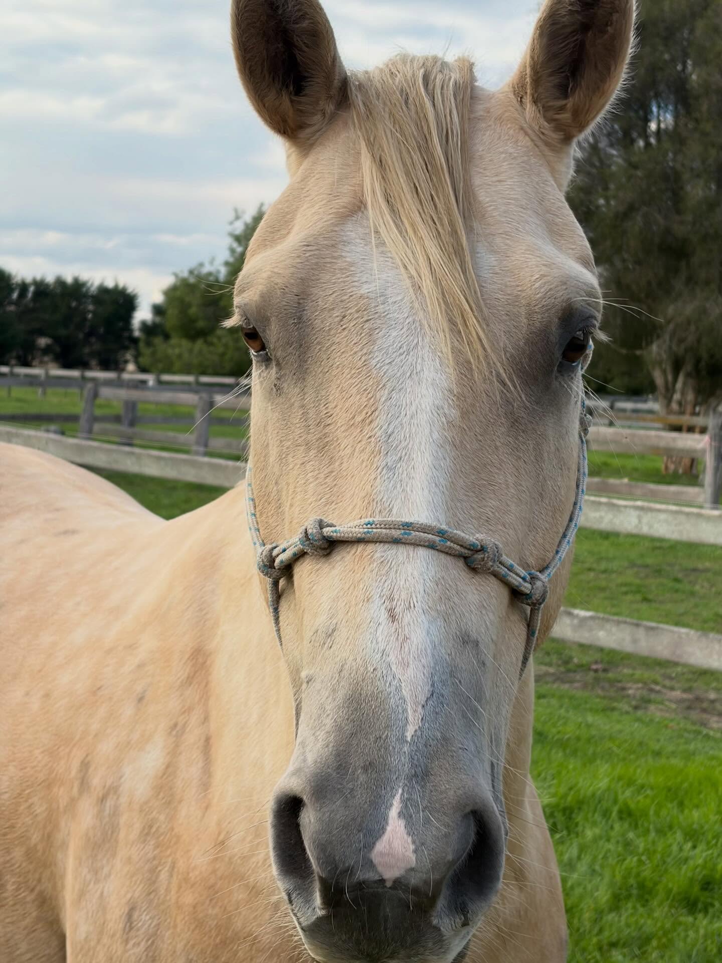 Golden horse alert 🩷 My favourite coloured pony. Welcome Rip to the Woof&Hoof family.
#equinemassage #horsemassage #energyhealing #cranialsacraltherapy #palamino