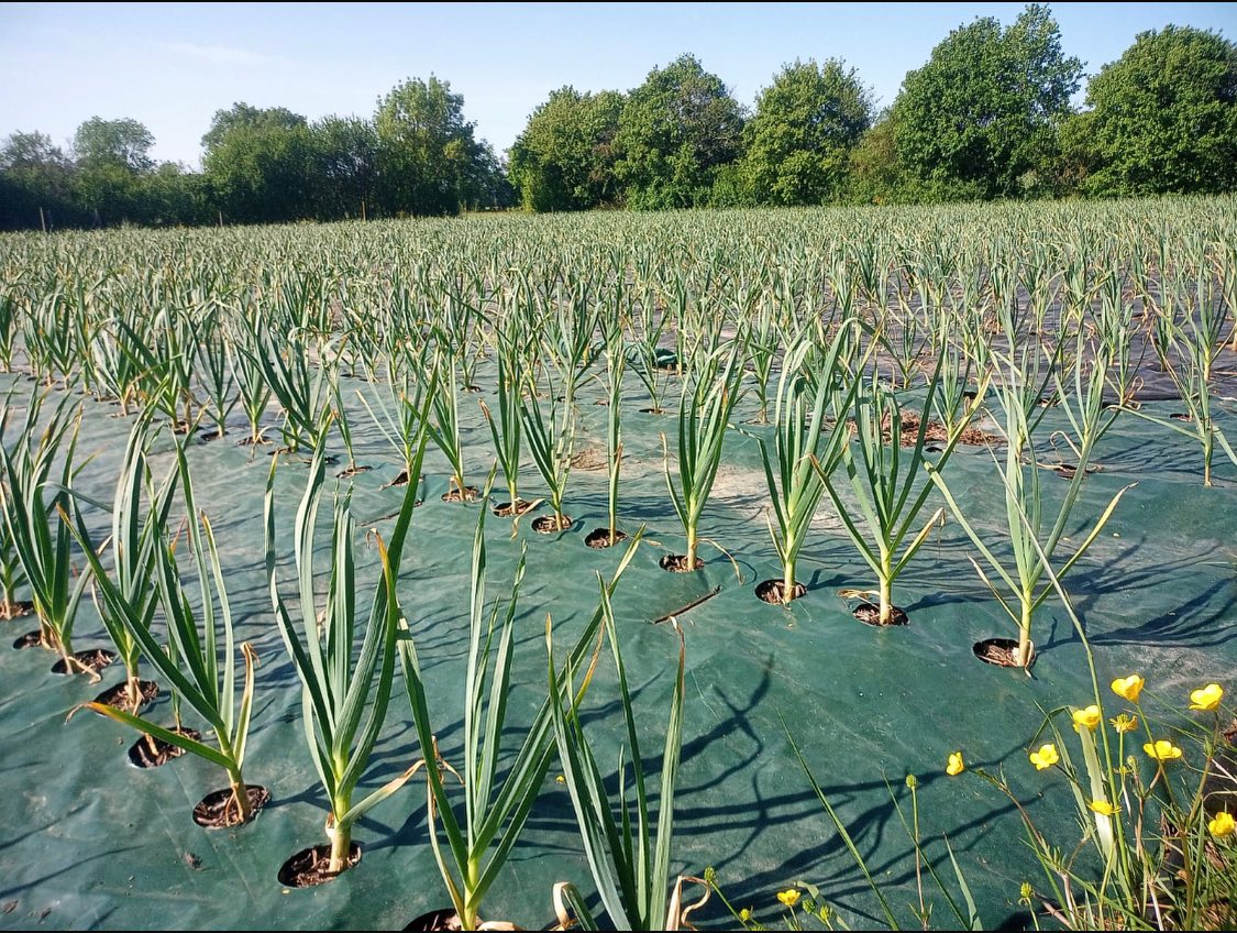 🧄🌾
Le champ garde encore son secret…
8 000 caïeux d’ail en pleine croissance, prêts à faire évoluer la gamme cet été…
Encore un peu de patience… 🌞
La recette mijote 👀