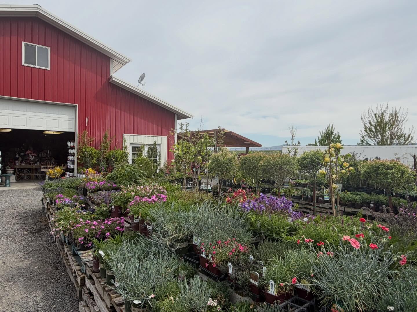 Quiet clouds over the nursery today… just a little calm before our Garden Party starts this Thursday! 🌸🌱🌻