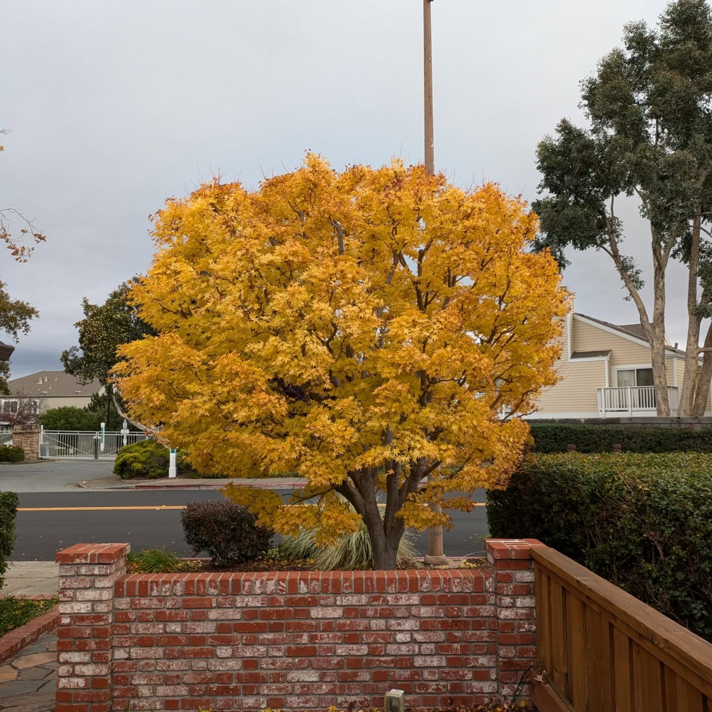 Balancing branch structure windows, negative space and wind swept layers. Still looks balled from certain angles but slowly reestablishing a more natural form #momiji #fallpruning #japanesemaple #aestheticpruning