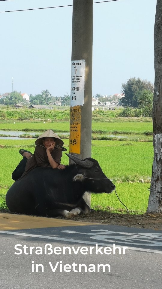 In Vietnam ist die Straße ein Abenteuer für jeden Fußgänger. Motorräder, Roller, Autos und Fahrräder fließen wie ein Strom und du bist mittendrin. Das Wichtigste➡️ Niemals stehenbleiben! Sobald du zögerst, kann der Verkehr dich überholen aber wenn du ruhig und gleichmäßig gehst, weichen die Fahrer fast immer aus.
Der Trick ist einfach. Schritt für Schritt, ohne Panik, immer geradeaus. Blickkontakt hilft oft, ein Lächeln oder Nicken kann Wunder wirken. Ampeln? Die sind eher Empfehlungen als Regeln. Zebrastreifen? Nett, aber optional. Hier in Vietnam gilt... Vertrauen, Mut und Bewegung.
Für Touristen fühlt es sich anfangs chaotisch, manchmal sogar verrückt an, doch sobald du den Flow spürst, wird es fast meditativ. Jede Straße ist wie ein Tanz.
In Vietnam lernt man schnell, Stillstand ist gefährlich, Bewegung rettet Leben. Und denk daran... Wenn du Vietnam überqueren kannst, dann schaffst du jede Straße auf der Welt.
➡️ Speicher dir dieses Reel für deine nächste Vietnam-Reise.
Du wirst es brauchen.
Folge mir 👉 @chrissiontheroad
für echte Realität unterwegs, Reisetipps & Reiseinspiration.
#vietnam #travel #asien #reisen #backpacking