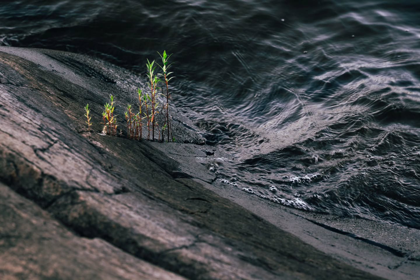 Life finds a way. π±π
(2025-08-30)
#frenchriverprovincialpark #ontarioparks #landscapephotography #river #nature
