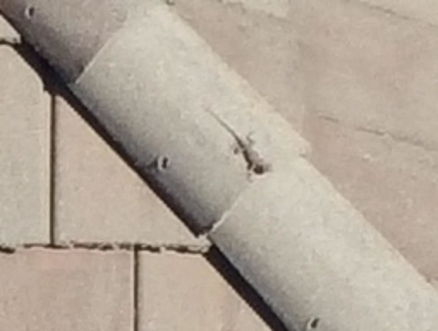 Wondering how good a drone roof inspection is? I can see EVERYTHING with my drone.... including this little guy, a Western fence lizard, enjoying a sunny morning on a tile roof in El Dorado Hills..