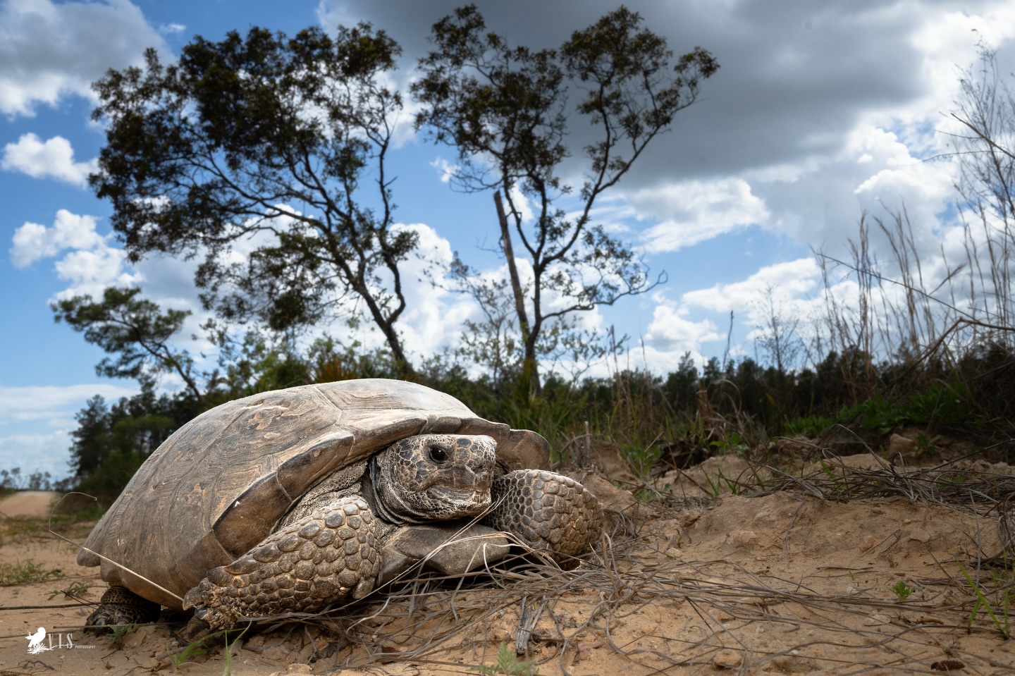Gopherus polyphemus, the gopher tortoise.
I’ll never get over seeing certain creatures in the wild, tortoises among them.
Hope yall enjoy this. I’m taking a bit of a break from wildlife photography-my last few trips and some personal life issues, as well as a tendency to compare negatively are impacting me more than I’d like to admit. I need to take a little bit more time to work on my other projects, and I need a break. I’ll post older work and new edits, of course, but we’re gonna slow down for a bit.
#wildlifephotography #herpphoto #herpingphotography #tortoise #RTE