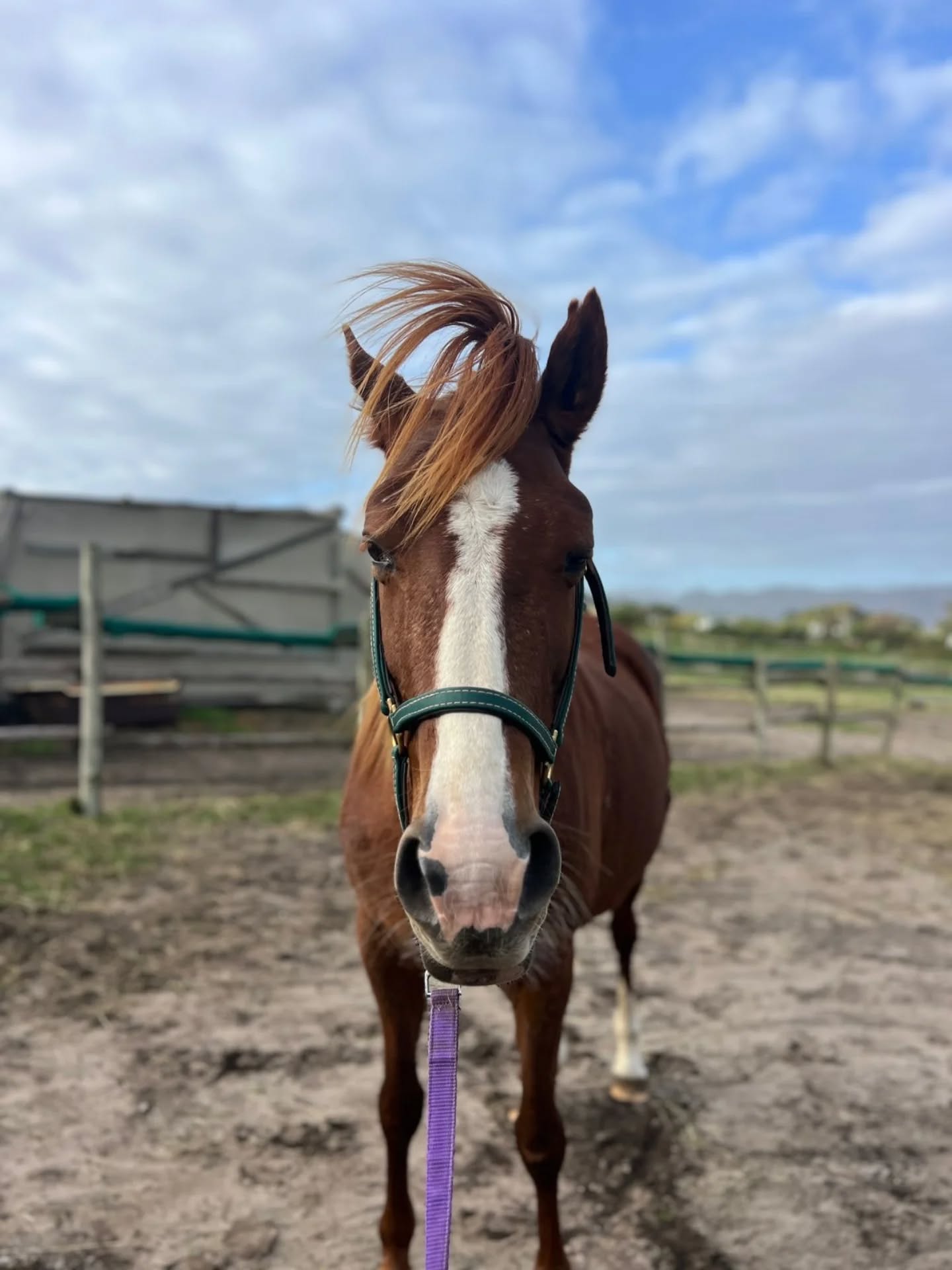 What a beautiful day 🌞🐴❤️
After such a difficult week, seeing the sunshine, blue skies, and happy horses fills our hearts with hope again. The storms may have caused damage, but they did not break our spirit. 💪✨
Tomorrow we begin rebuilding, repairing, and moving forward — one step at a time. We are deeply grateful to every single person who reached out, supported us, donated, checked in, or simply kept us in their thoughts and prayers. Your kindness has reminded us that we are never alone. 🙏🤍
The horses are safe, the sun is shining, and brighter days are ahead. 🌻🐎
#TomroHaven #HappyFriday #GratefulHeart #RescueStrong #HopeAndHealing HorseRescue StrongerTogether NewBeginnings SunshineAfterTheStorm ☀️