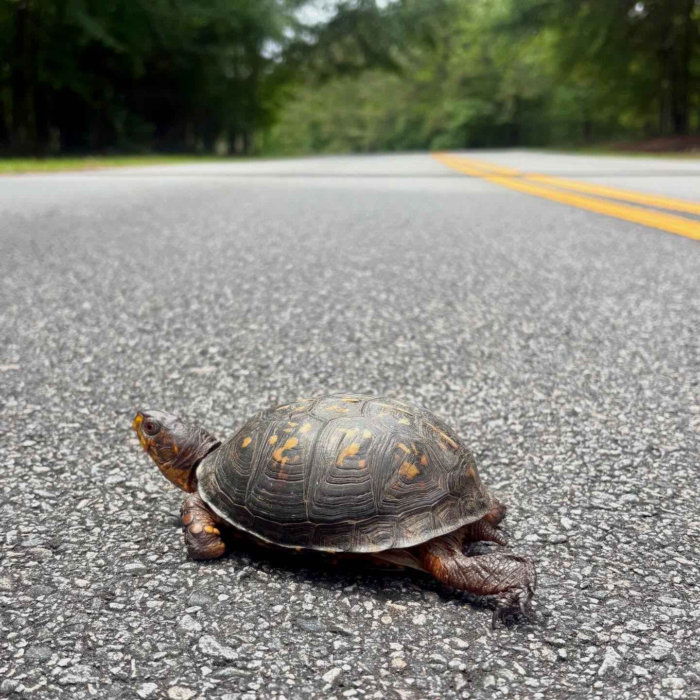 “Why did the turtle cross the road?” 🐢
Primarily to find a mate, lay eggs or search for new habitats.
Please slow down and stay alert while driving through the park. Don’t worry about this little one — we waited until it made it safely across the road. What a beautiful turtle.