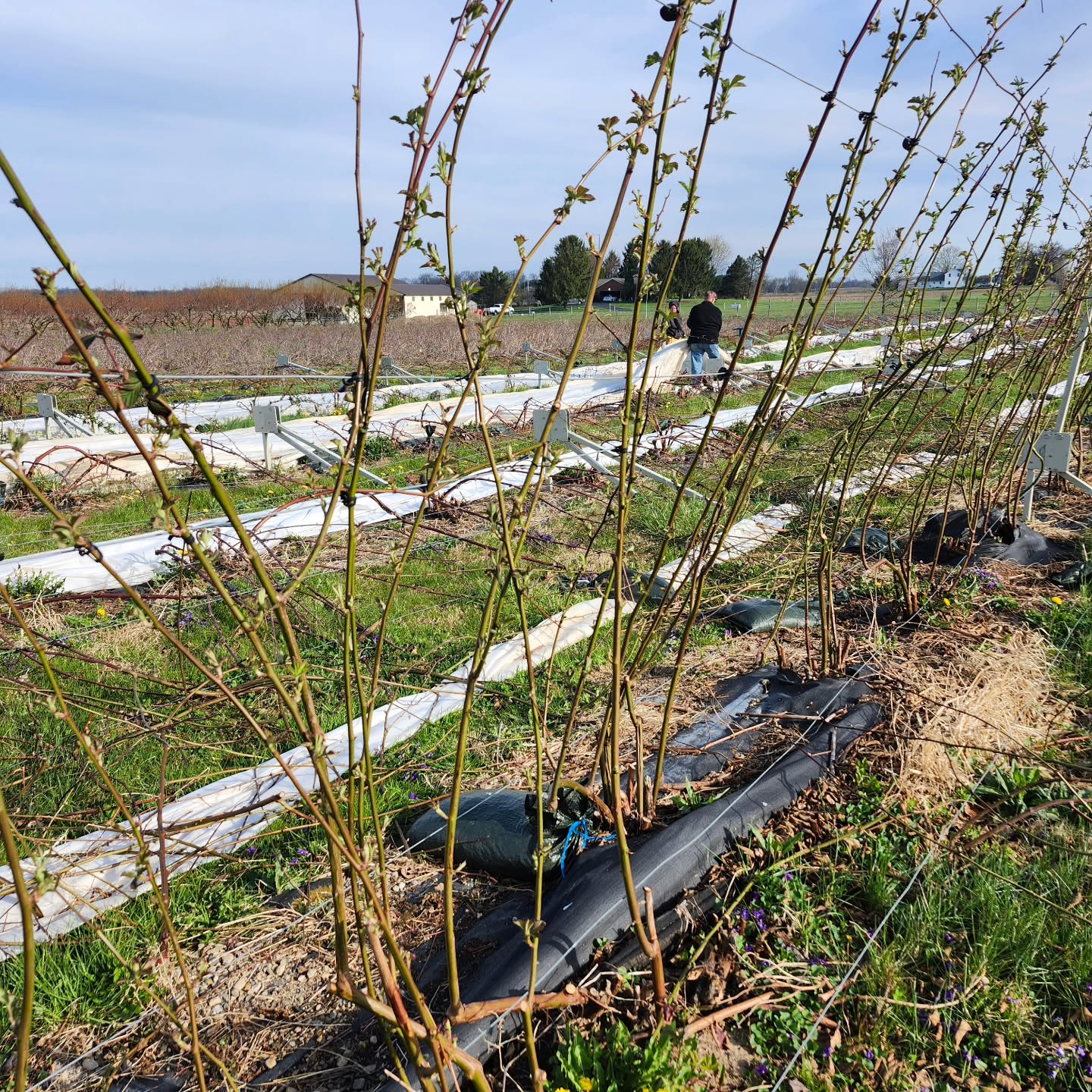 Spring is here so our prep for the coming season is in full swing! The blackberries require a lot of TLC in the spring. We take off the protective cover that kept the plants healthy during the cold winter. We are thinning and training them on the trellis wires and will be positioning them horizontally prior to bloom. That allows the bloom to pop on one side of the trellis so they are easy for you to pick this summer. Bkackberries are amazing plants - they will have tremendous growth between now and July.
