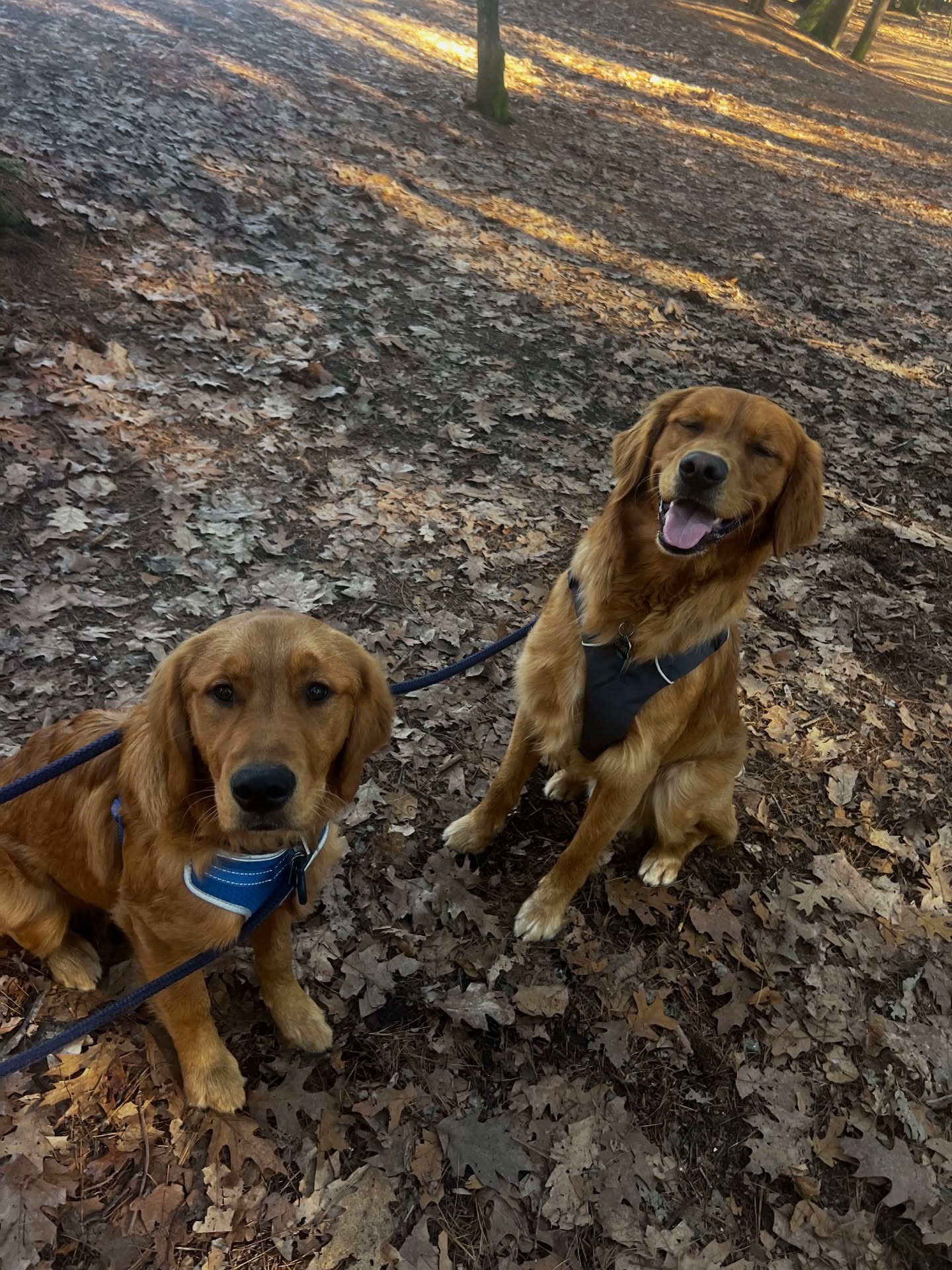 ✨Weekly Recap ✨
One run 🏃🏻♀️
Three lifts 🏋🏻♀️
Many memories made 🥰
Annual girls weekend took over, among other things and sometimes running can’t always be the focus. Had the best time with mom, and the pups had a great time with the sitter on Saturday night. Trying to soak up every moment of this beautiful life 🥰♥️ #run #runner #coach #marathon #goldenretriever