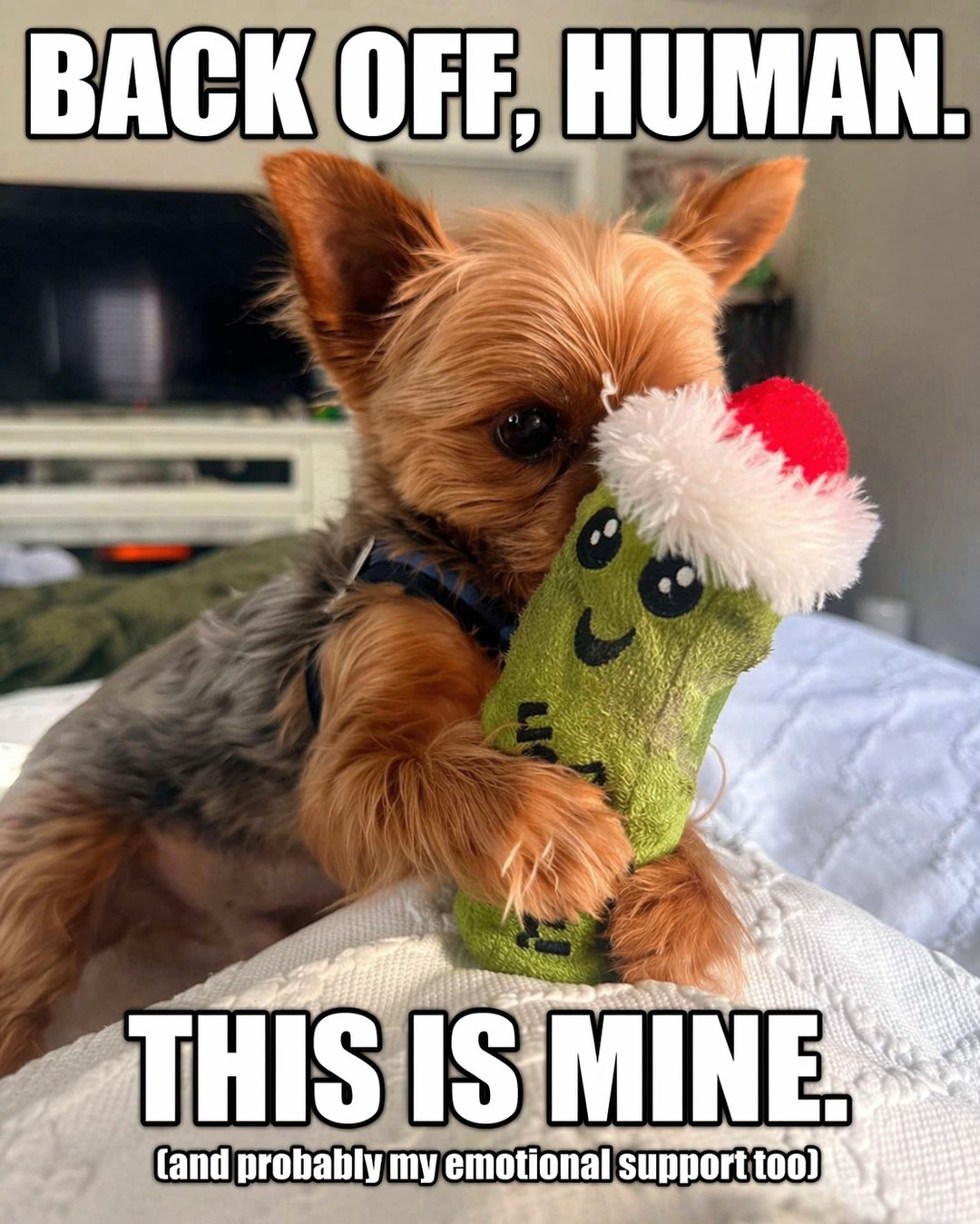 Good morning ☀️
From your 5lb bodyguard who woke up, chose chaos… and immediately claimed his toy like it’s a full-time job.
Tell me—does your dog share… or are they also running a strict “mine only” policy? 😅
#YorkieLife #SmallDogBigPersonality #DogMomLife #PetHumor #MorningVibes
