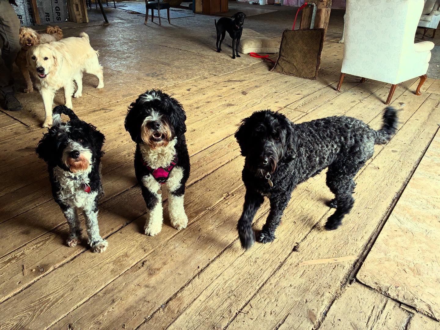 The doggies have been enjoying all the spring cleaning going on around here. The hub bub has got them running wild and playing non stop!