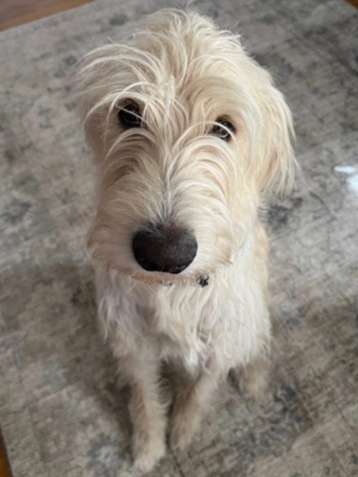 Pup of the day: Finn 1 years old. This scruffy, lovable boy is looking for his perfect forever family & honestly… it could’ve you! 🥹
Finn is a sweet, affectionate velcro dog who loves toys, cuddles & being right by his person’s side. He can be a little shy at first, but once he warms up, he is ALL love 💛
He’s the kind of boy who rewards your patience ten times over! Good with other dogs, Finn is mostly neutral, but he can find a buddy to play with! 🐶 We think he’d do great in a home with or without another dog, he does love his people!
Finn can be nervous in new situations so a calm, structured home will help him shine ⭐️ older kiddos would be best, as Finn’s a big ol’ puppy with great energy and we don’t want the little kids getting knocked over.
Previously he had some leash reactivity, however, since completing a 4 week board & train program he’s made a huge difference & walks well with a confident leader! 🦮 Finn & his family receive 3 follow-up sessions with his trainer, ensuring continued success 🏆
Finn was found in Houston, TX as a puppy alongside his 2 brothers. He was adopted but recently returned through no fault of his own, at all! His adopter simply wasn’t the right fit for him. MHLM wanted to set him up for real success, so he went straight into professional training with MOC K-9 Training, thanks Adam!
This boy deserves a patient, loving family who will give him structure, confidence, and all the snuggles 💛
If you are already an approved adopter and want to meet or adopt Finn, please contact your adoption coordinator. Or you can fill out an application at mhlrm.com