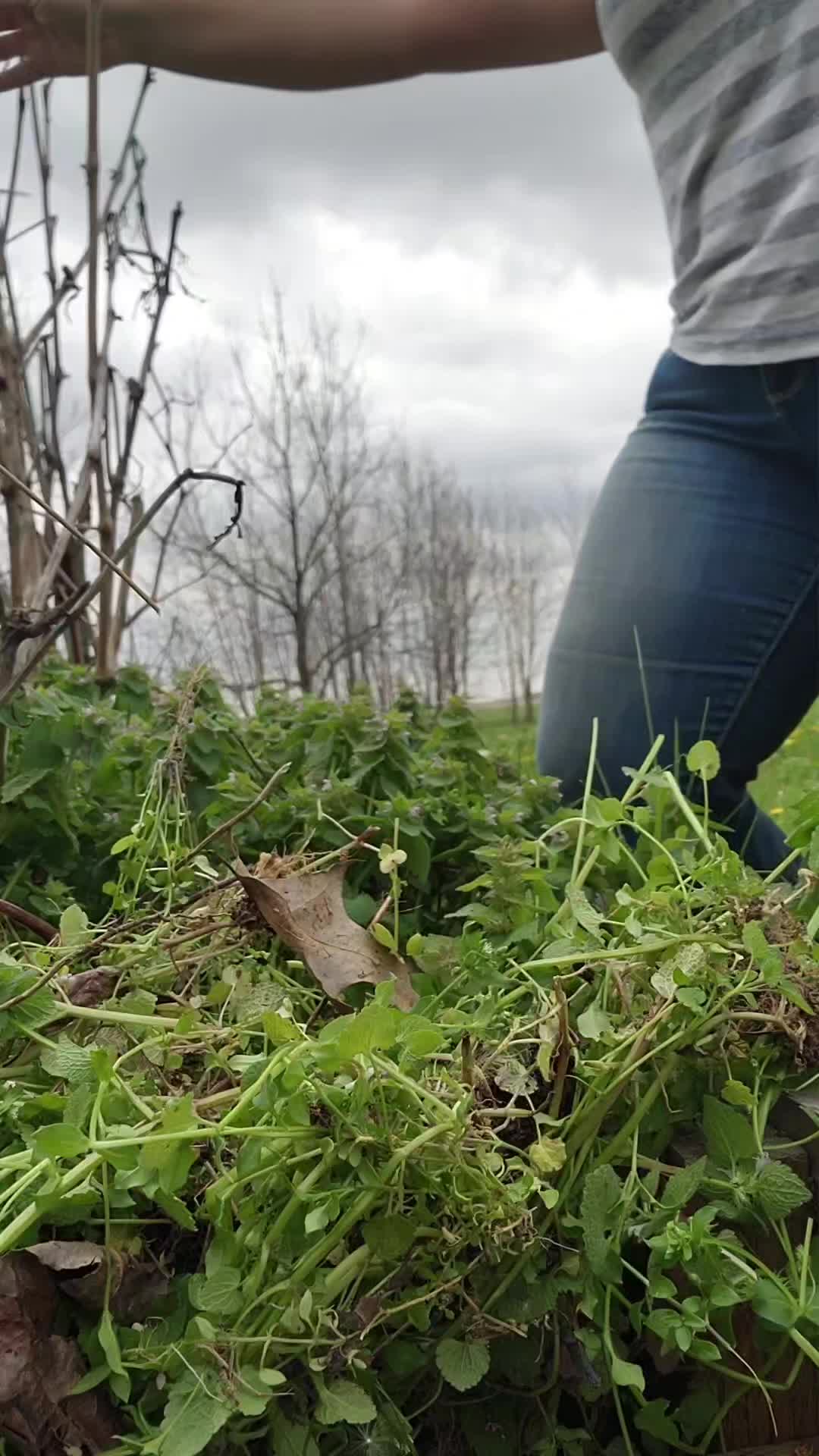 What’s your favorite farmer/accountant/crazy chicken lady up to the day after tax day?
Trading spreadsheets for garden beds 🌱
Pulling weeds… and immediately feeding them to the animals 😂
Turns out, chickweed and dead nettle are a hit with the rabbits and pigs 🐰🐷
#TheShireFarm #FarmLife #knowyourfarmer #sustainablefarming