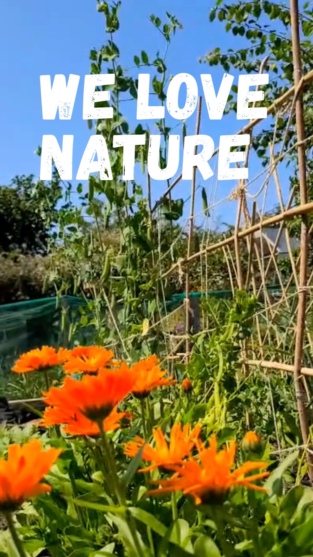 π Happy Earth Day
οΏΌ
Celebrate with us! Our Earth Day Sale is here β enjoy 10% off all seeds and get planting for a greener future. π±
Even better, weβre giving back:
- Weβre donating 10% of every sale to Friends of the Earth, supporting their work fighting for climate justice and protecting our environment.
Grow something good for you, your garden and the planet.π
Support the cause and enjoy some discounted seeds - www.ethicalorganicseeds.co.uk
#EarthDay #GrowYourOwn #SustainableLiving #OrganicGardening #ClimateAction