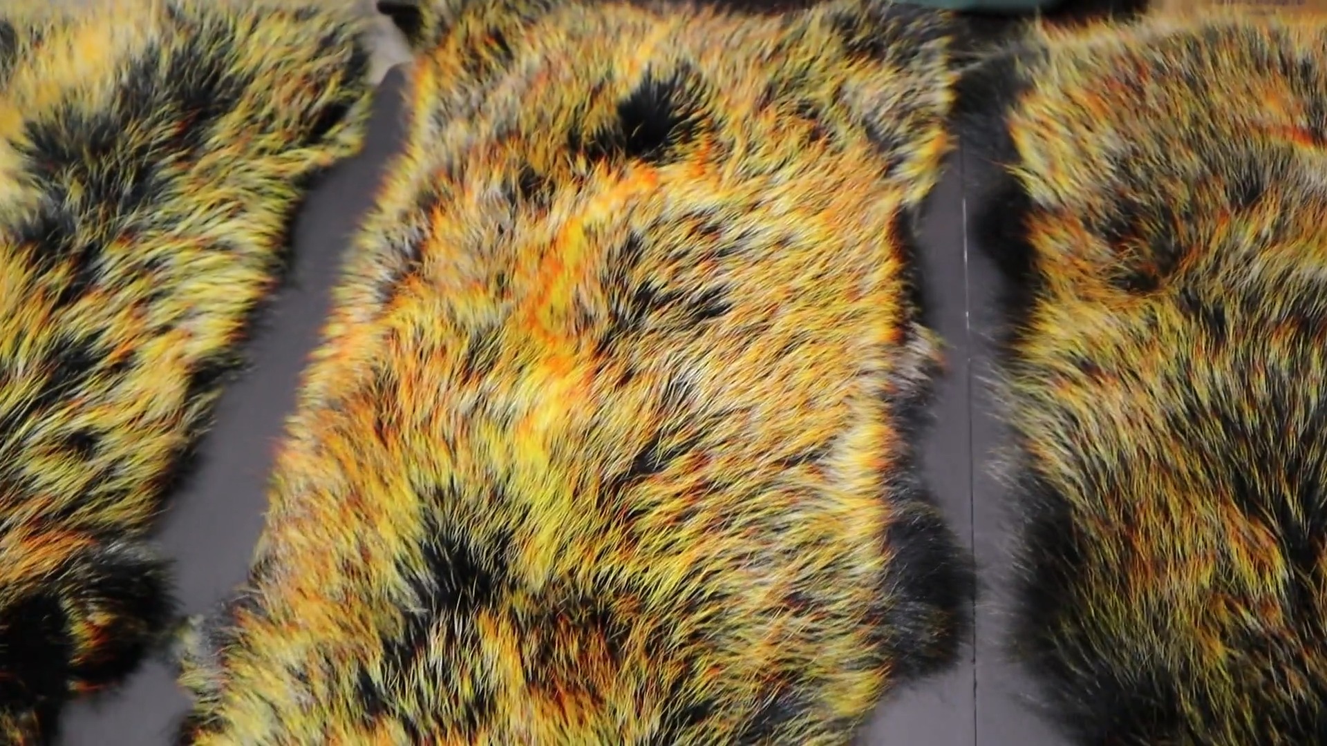 🔥 **Tanuki / Finn Raccoon FULL SKIN – Fire Tip** 🔥
Chez **Shed à Plumes**, on aime offrir du matériel qui se démarque vraiment sur l’étau comme dans l’eau.
Cette **peau entière de Finn Raccoon / Tanuki Fire Tip** est un matériau de premier choix pour le montage de **mouches streamers** haut de gamme. Elle offre une fibre souple, mobile et expressive, parfaite pour créer des mouches avec **volume, fluidité et présence**.
Ce qui rend le **Finn Raccoon** si apprécié, c’est surtout son **action exceptionnelle dans l’eau**. La fibre respire au moindre courant, s’anime facilement à chaque strip et reprend sa forme à la pause. Le résultat est une mouche vivante, pulsante et naturelle, avec une nage séduisante qui imite très bien une proie en mouvement.
C’est le type de matériau qui permet de monter des streamers avec :
✔ un excellent mouvement naturel
✔ une belle silhouette dans l’eau
✔ du volume sans raideur
✔ une action souple et réaliste
✔ un rendu visuel haut de gamme
Pour les monteurs qui veulent travailler avec du beau matériel et monter des mouches qui ont une vraie présence dans l’eau, le **Tanuki / Finn Raccoon FULL SKIN** est un choix solide.
⚠️ Disponible maintenant chez **Shed à Plumes**
🛒 Procurez-vous le vôtre ici :
https://www.shedaplumes.com/product-page/tanuki-finn-racoon-fire-racoon-peau-enti%C3%A8re-full-skin