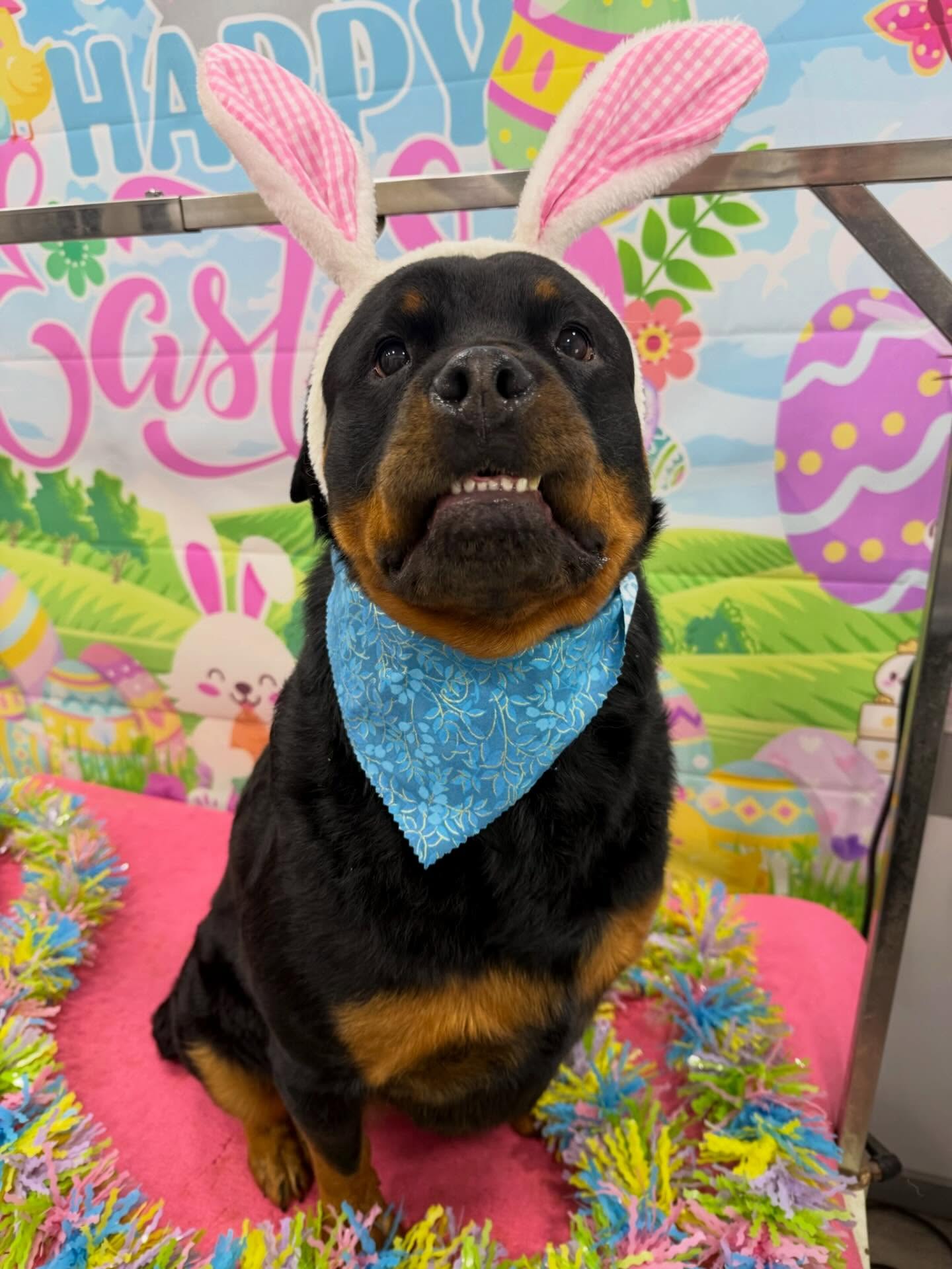 Spring days, fresh grooms, and our little Easter bunnies 🐰🌸✨
#EasterPups #DogGroomingLife #SpringVibes #FreshGrooms #YourHomeGroomer