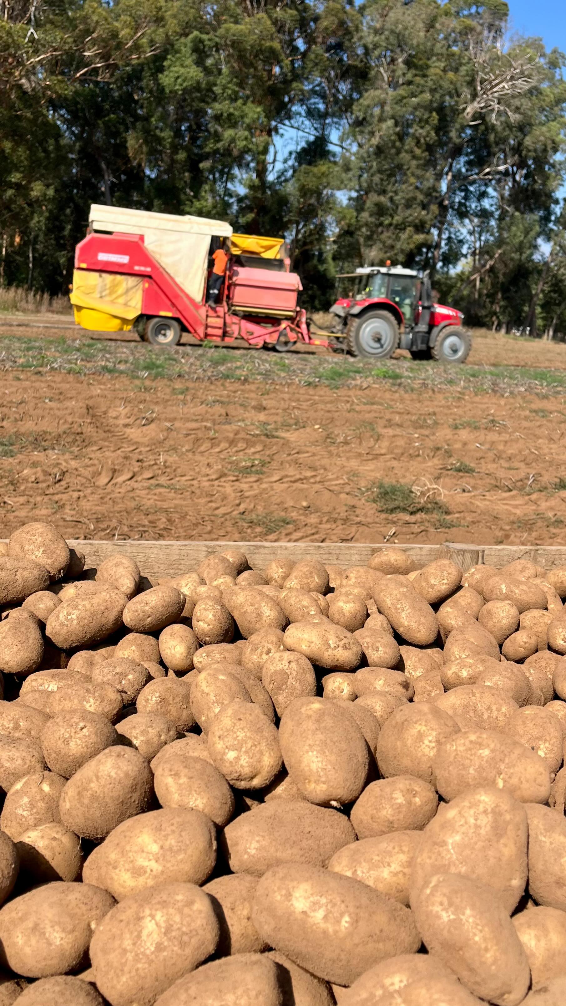 Manji–Pemberton potato region 🥔
Our patch of WA has a long history in potato growing, built on good soils, a reliable climate, and generations of knowledge passed down through local families. It’s a region that continues to produce consistently high-quality crops, thanks to the strength and commitment of its growers.
From sowing through to harvest, there’s a lot that goes into getting potatoes from paddock to plate—planning, care, and plenty of hard work (and irrigating!) along the way. It’s a reminder of just how much goes in to producing the spuds we see on our dinner tables.
Thanks to the Parker Family at Spud Patch Manji for their time, insights, and of course the tractor chats - always appreciated and educational!
#Manjimup #Pemberton #WAFarming #Potatoes #SupportLocal @thespudpatch652
