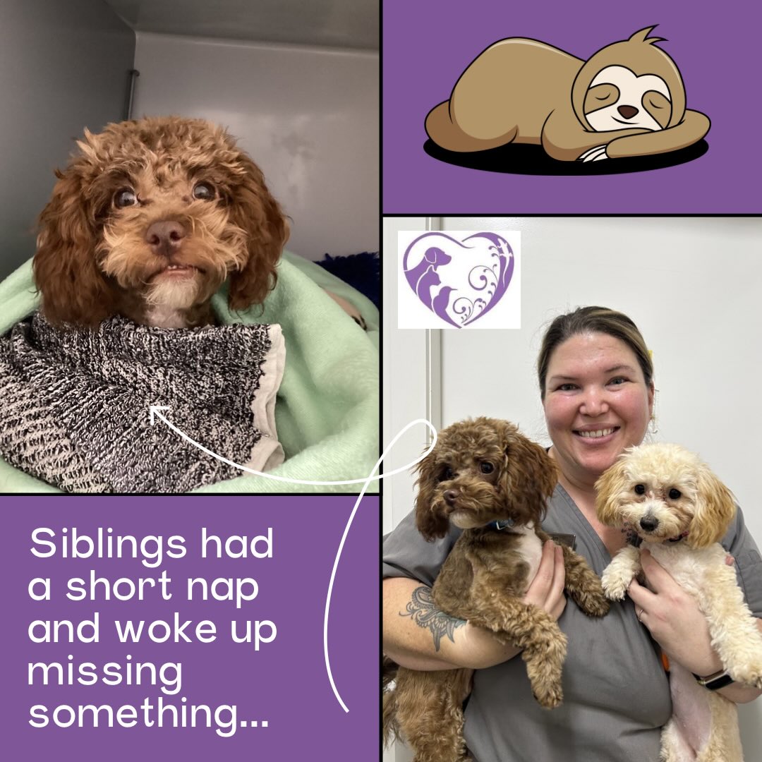Jesse & Theodore came in for a ‘quick visit’… came back with matching cones and zero future drama 🐶✨ thanks Aunty Jean for the support cuddles 🥰
