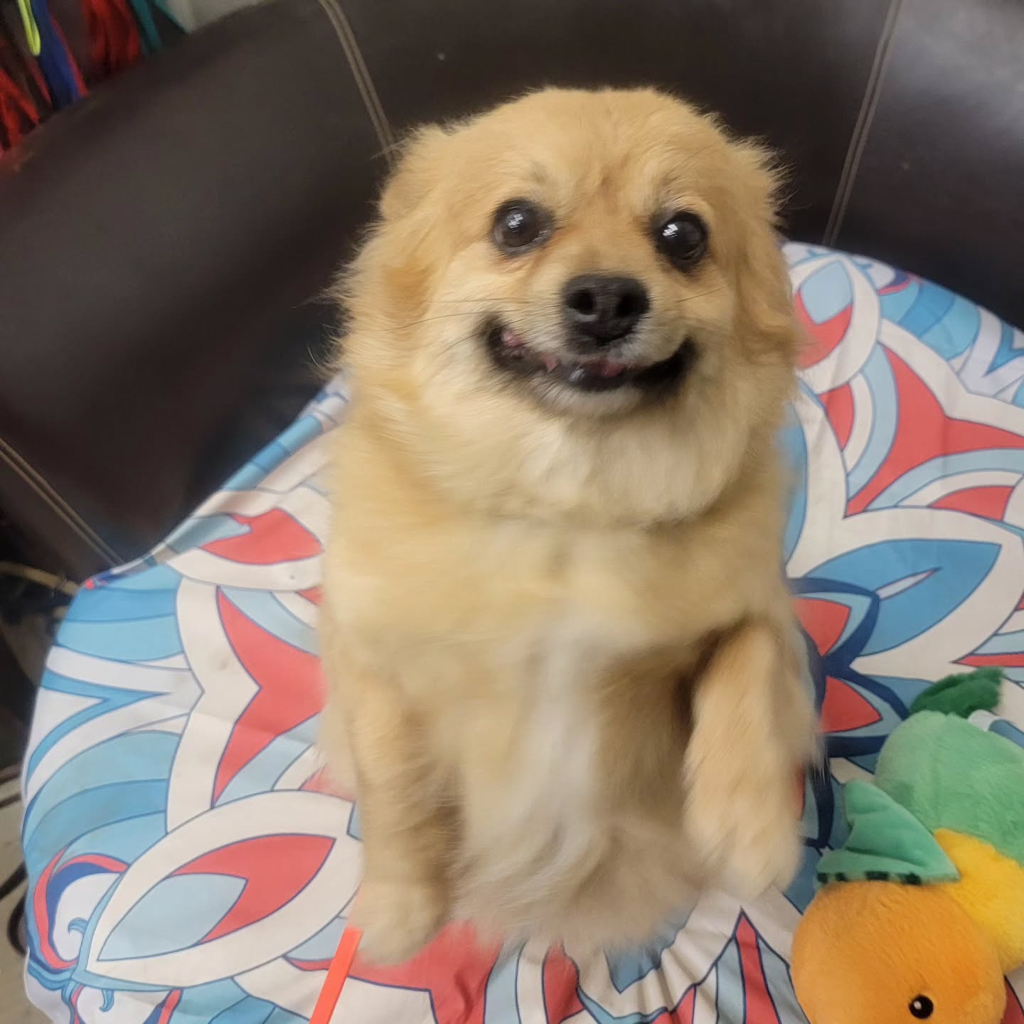 ARF Alex is such a little clown!
Alex is here because he gets defensive if new people try to touch him too fast - we're teaching him to avoid new people when he's uncomfortable instead of marking out his space with aggression.
Alex is a FANTASTIC dog once he gets to know you, playful and affectionate, competent and kingly with other dogs. He's available for adoption through @arftulsa ! If you have to patience to get to know him, you'd be well rewarded with his sweetness!