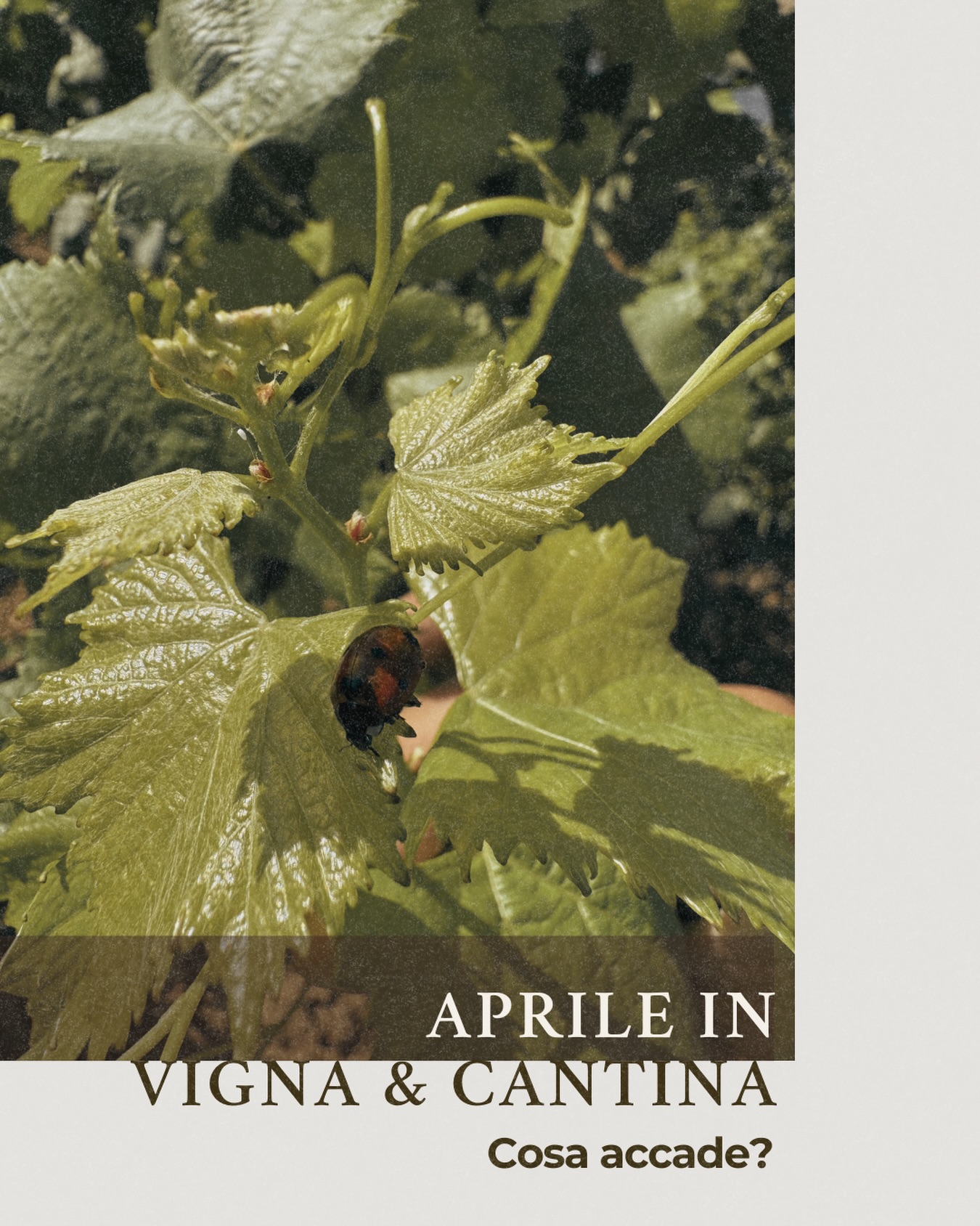 Aprile in vigna e in cantina 🍇🍷
In vigna la natura si risveglia: le gemme iniziano a germogliare e la vite riprende il suo ciclo vitale. È un momento delicato, fatto di cura e attenzione.
In cantina, intanto, il vino riposa e matura lentamente, mentre si preparano le nuove annate.
La primavera è il tempo in cui tutto ricomincia. 🌿
📍Via Nino Tesoriere 7 | Castellammare del Golfo
📞327 9523280
#sicilia#vinosiciliano#terresiciliane#vinobiologico