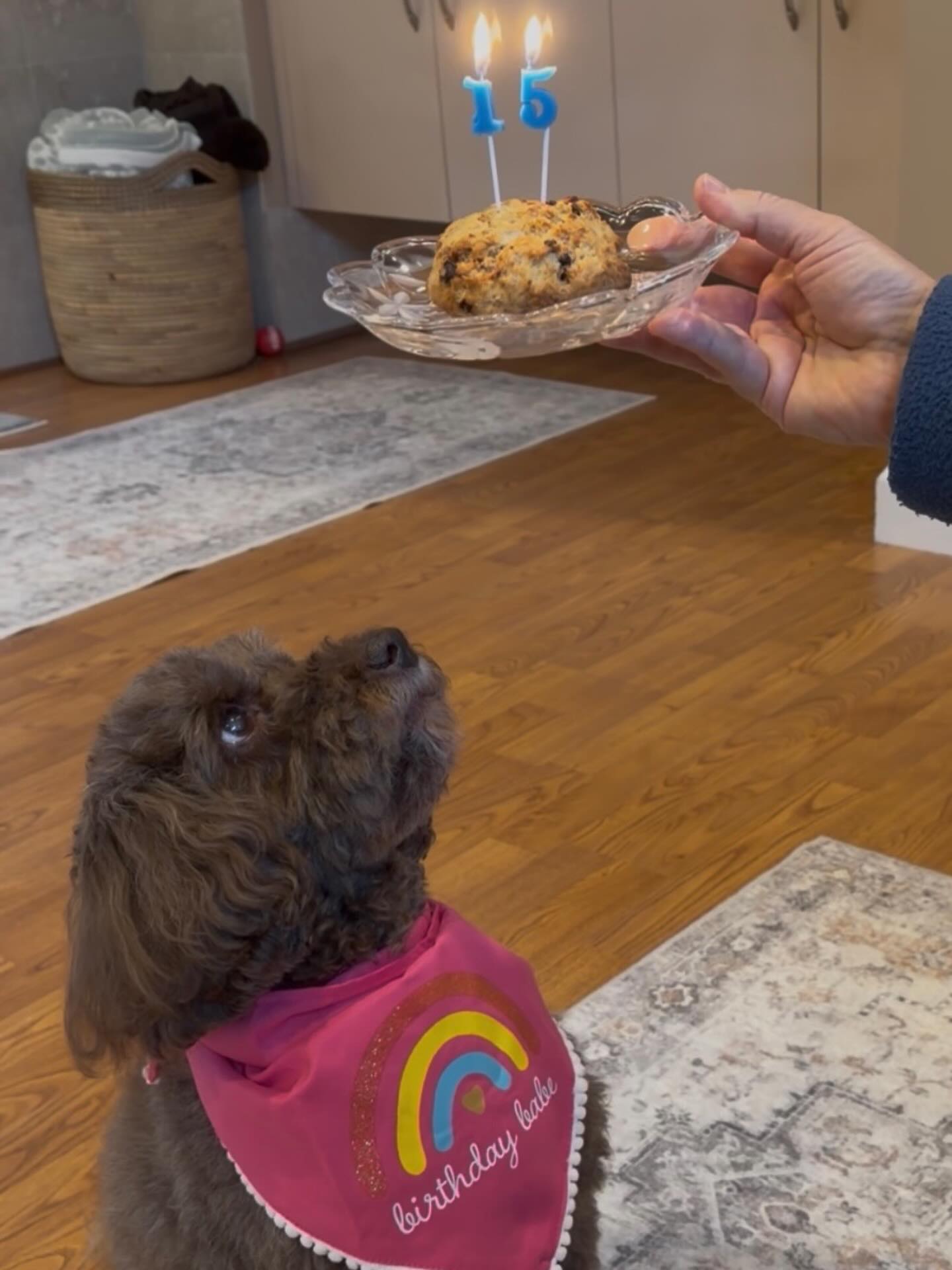 We hope your 15th birthday was as wonderful as you are Coco!🥳