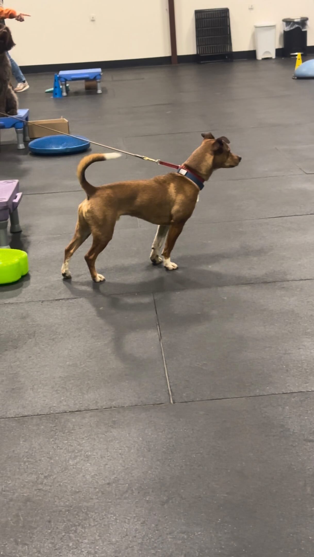 Sometimes the best way to train for distractions… is to control them first. 🐾
In this session, we’re using a toy kitty to safely introduce the idea of a real-life distraction. By starting in a controlled environment, we help dogs build confidence, make better choices, and stay engaged with their handler.
These small, intentional setups lead to big wins in the real world especially in busy public settings. 💪🏼🐶
If you want help training your dog, reach out to us to learn more about our group classes!
🔗 www.CascadePetCamp.com
📲 (541) 354-2267
📍3085 Lower Mill Dr
Hood River, OR 97031
#dogtraining #dogboarding #doggydaycare