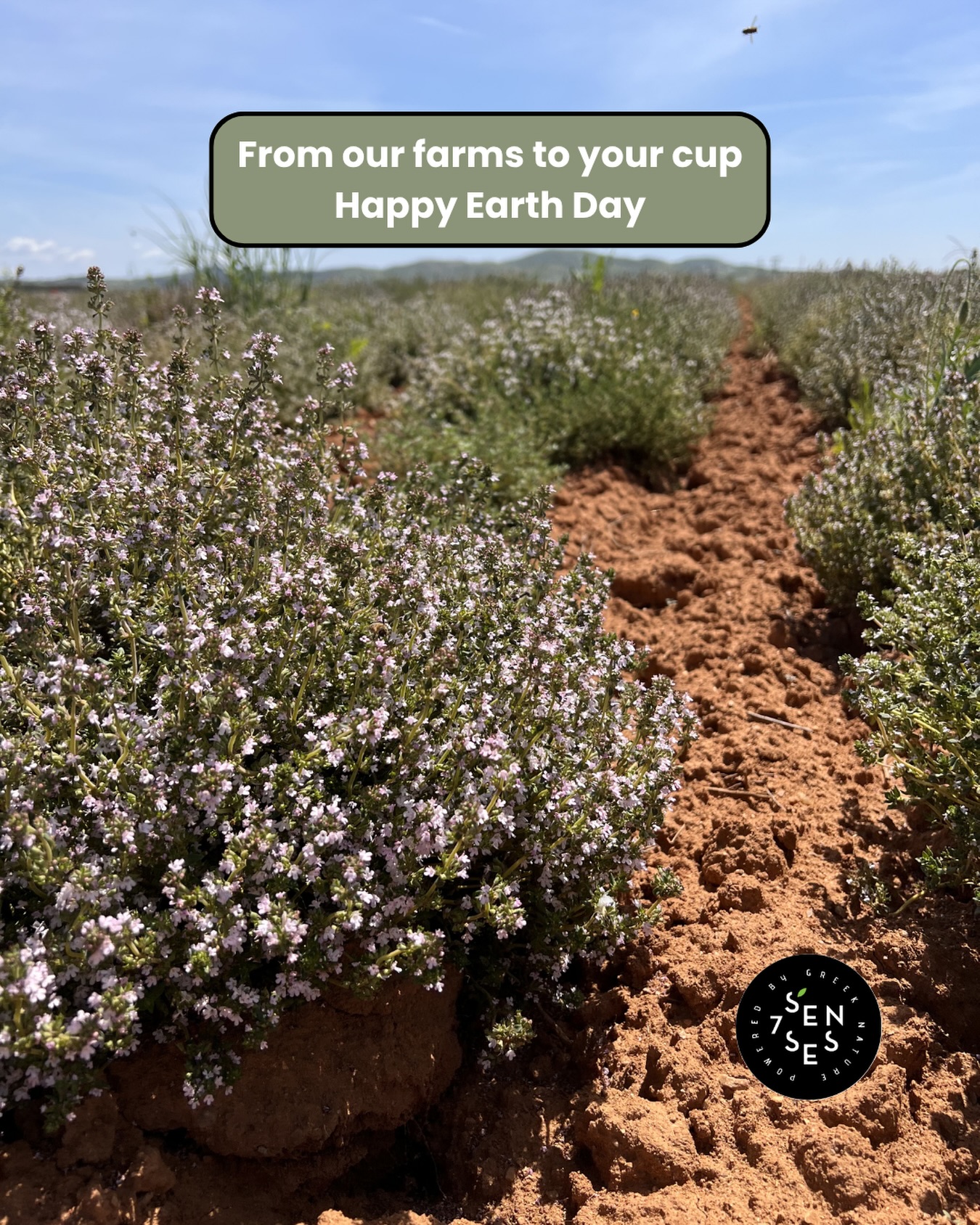 Happy Earth Day 🌎🌿
At Seven Senses, our commitment to taste & quality is rooted in the very soil of our Mother Land, Greece. We don’t just source herbs; we honor a heritage.🇬🇷
To us, “Organic” is more than a label, it’s a promise to you and the Earth. 🌎✨
Why Seven Senses is different:
🍃 Pure & Untouched
🤝 Ethically Rooted
☀️ Time-Honored Traditions
From our farms to your cup, we invite you to taste the difference that true integrity makes.
#SevenSensesOrganic #GreekHerbs #OrganicTea #FarmToCup #EthicalSourcing