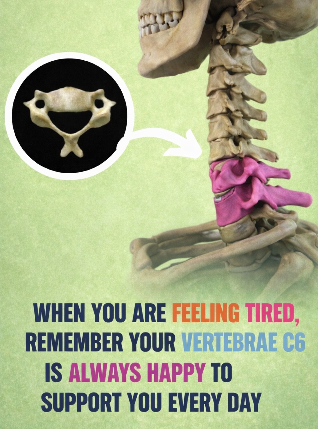 Your neck does more for you than you realize… every single day 👀
If you’ve been dealing with tension, headaches, or that constant tight feeling, your spine might be asking for attention 💡
Small shifts can make a big difference.
Call (330) 928-3420 to get checked
#cervicalspine #neckpainrelief #chiropracticcare #posturematters #headacherelief #c6 #spinehealth #wellnessjourney #naturalhealing #cuyahogafalls #ohiochiropractor #familychiropractic