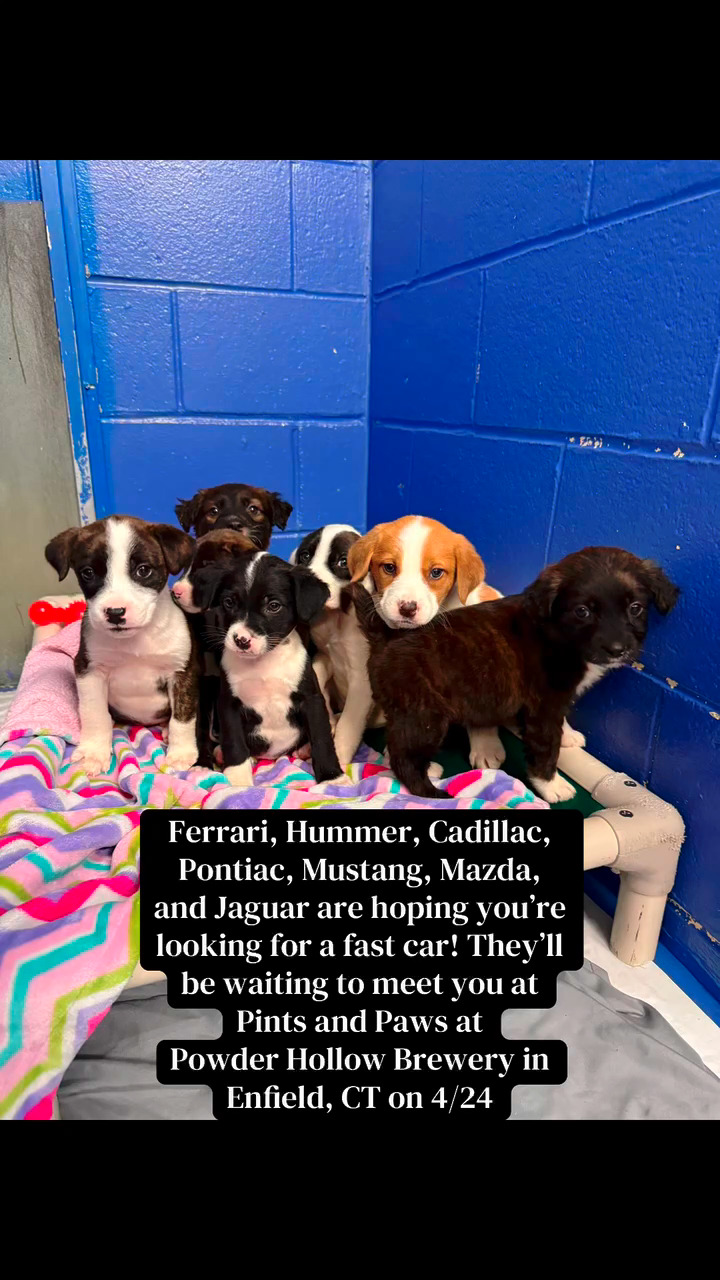Meet us at Poswer Hollow Brewery on Friday April 24th (https://www.facebook.com/share/186squPK1C/) or at the shelter (348 Old Colony Rd, Eastford CT) on Saturday April 25th.