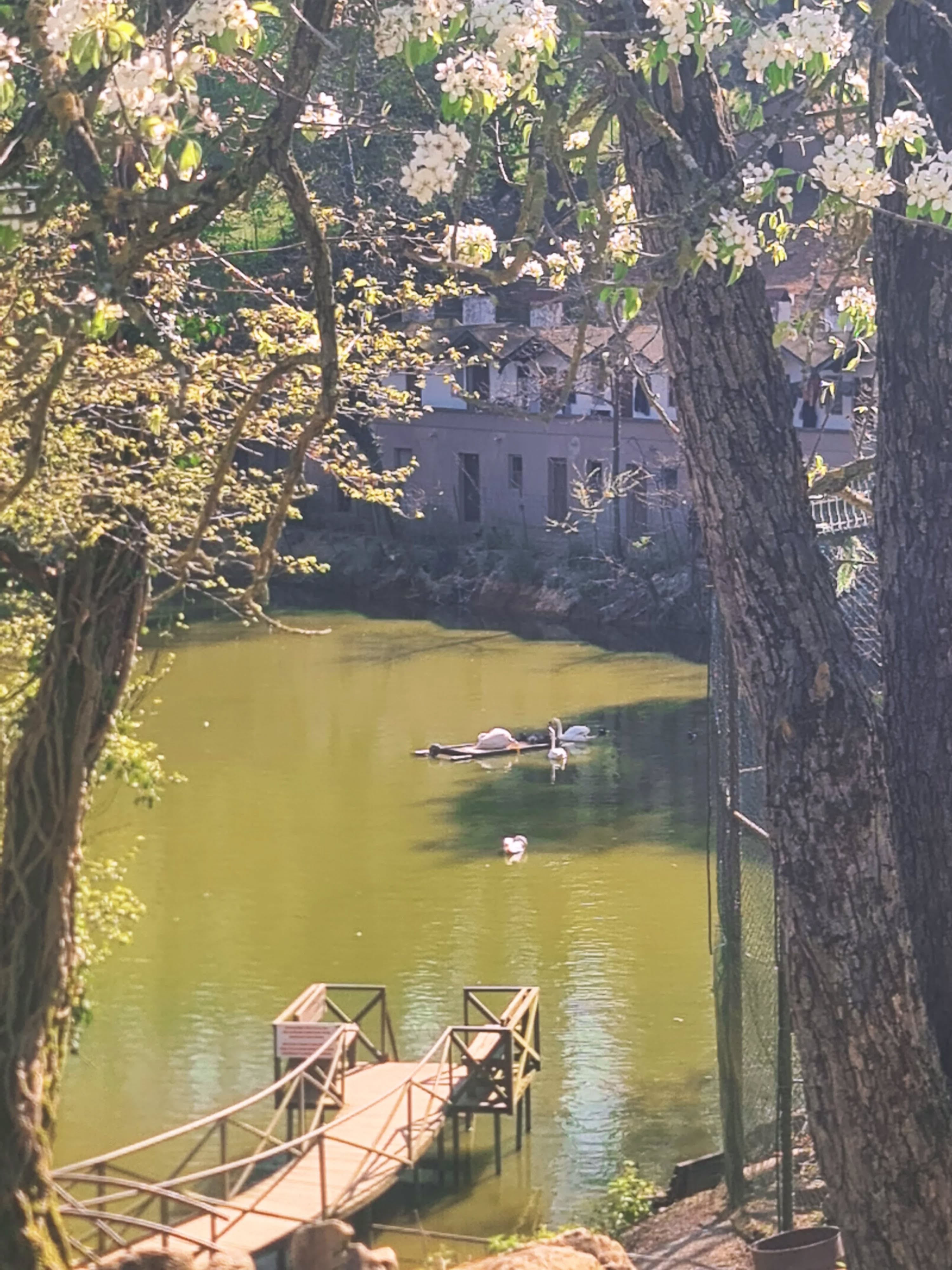 Experience nature's tranquility in style at Polonezköy Country Club, your perfect escape from the city buzz."
"Şehrin uğultusundan mükemmel kaçışınız olan Polonezköy Country Club'da doğanın huzurunu şık bir şekilde yaşayın."
#wildliferetreat #zoolodge #yılmazsanlı #novumarmentum #otel hotel hotels istanbul istanbulotelleri konaklama tatil haftasonu bayramtatili polonezköytabiatparkı polonezköyotelleri zoo animals şömine bungalow bungalowstyle bungalowevleri bungalowotel köyevi kırevi villagehouse countryhouse istanbulzoo polonezköyzoo hayvanatbahçesindekonaklama deer
@polonezkoycountryclub