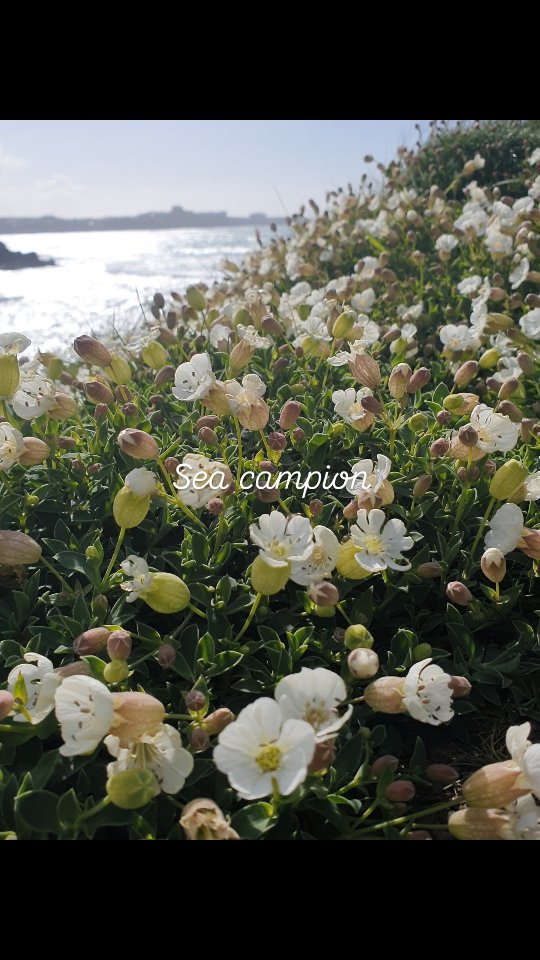 The wildflowers are waking