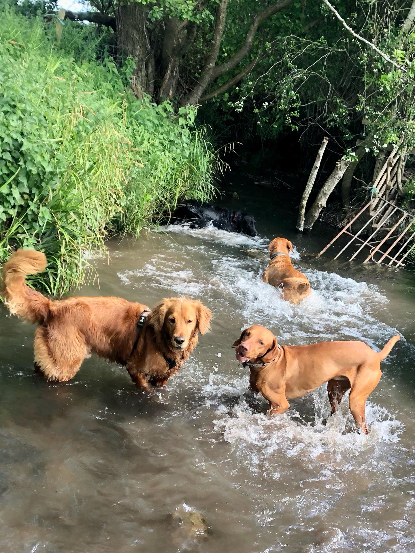 ❤️🐾😁