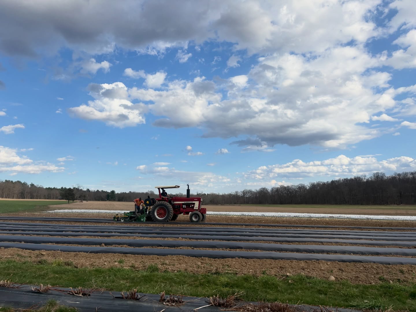 Spring is in full swing on the farm 🚜🌈
What’s happening on the farm?
•Field work has begun🚜
•Greenhouses are blooming with flowers 🌸
•We laid plastic mulch raised beds for day-neutral strawberries and other cucurbits🥒🍉
•The first field of sweet corn has been planted & covered with a fabric row cover (helps insulate the plants so they grow faster)🌽
•The second tomato tunnel has been planted 🍅
•Apple buds are at the “half-inch green” stage, so we expect blossoming by early May🍎
•We started planting day-neutral (aka “everbearing” strawberries 🍓
…And the work will continue! Lots more will be happening in the coming weeks ☀️
#spring #familyfarm #fieldwork #greenhouse #upstateny