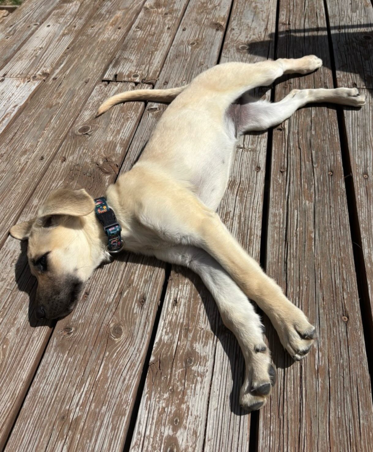 This little fizzy (and fuzzy) girl is ready to add some serious sparkle to your life & home! 🏡
Just like her name, Fanta is bright, bubbly & absolutely refreshing, the kind of puppy who makes everything better just by walking into the room. 🌟
Her foster family says it best, “Fanta is a fantastic puppy!” 🥺❤️ She’s already sleeping through the night, has mastered the dog door, & soaking up every bit of love that comes her way. She’s working on her sits, practicing potty training, and nailing the classic nap → play → repeat lifestyle. Goals. 😂
This happy, healthy mix puppy was rescued from a TX high-kill shelter with her siblings. She enjoys to play, snuggle, walks & eat (same Fanta, same 👩🦰)!
🐶 Great with dogs, kids & every person she meets becomes an instant BFF. Fanta would THRIVE with kiddos who want ALL the kisses!
Whether you need an adventure buddy, a cuddle partner, or a full-time family mascot, Fanta is your girl. 🧡
Share this post and help Fanta find her people! Every share counts. ✨
If you are already an approved adopter and want to meet or adopt Fanta , please contact your adoption coordinator. Or you can fill out an application at mhlrm.com