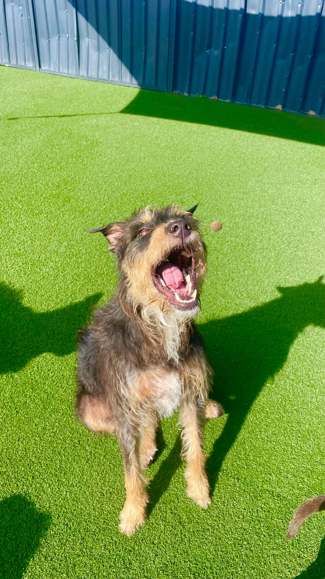 🐾🐾❤️❤️