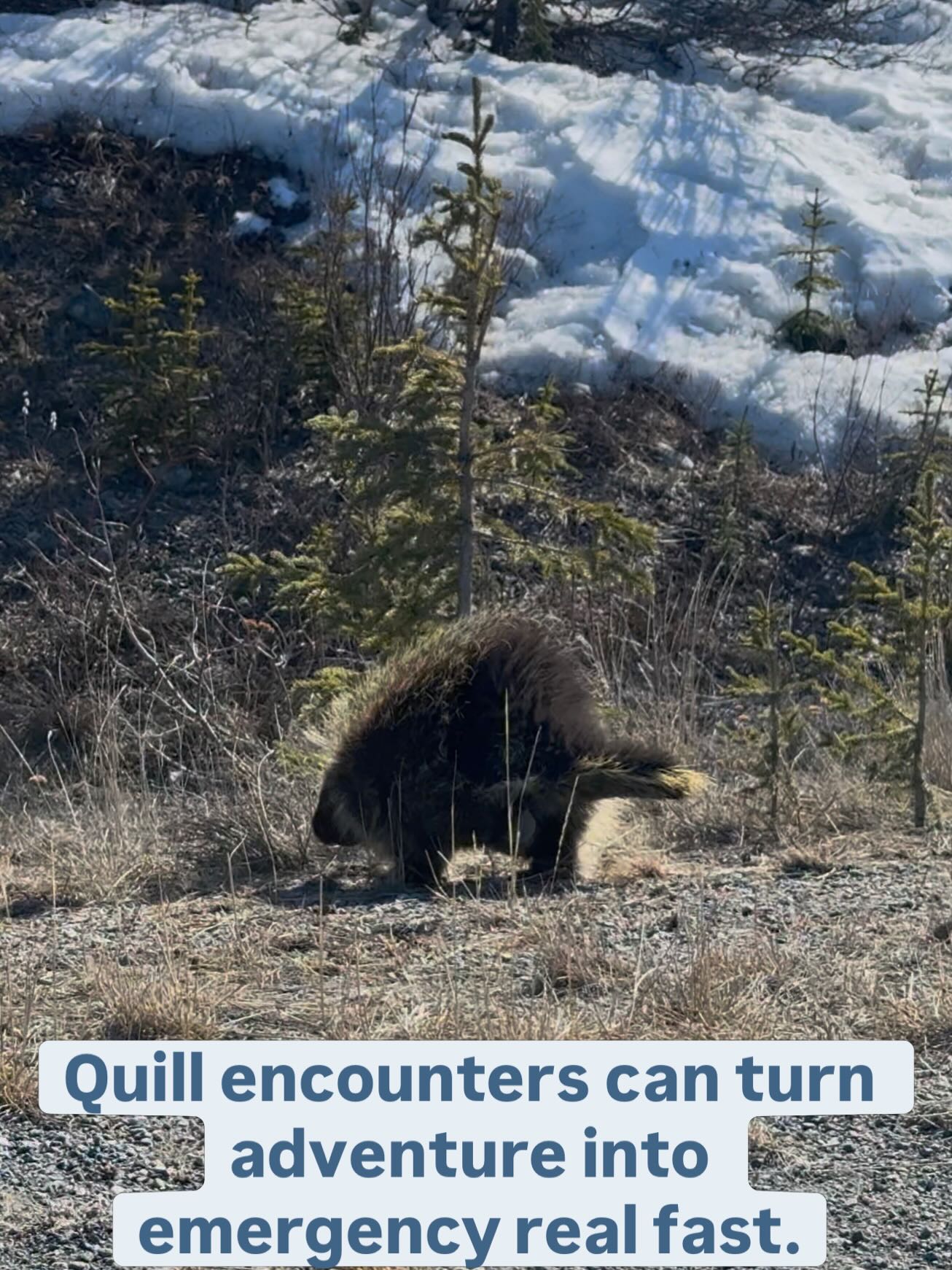 For anyone who wants a little extra piece of mind on the trails, we built a wilderness emergency kit for pets! #pets #vetemergency #alaskawilderness
