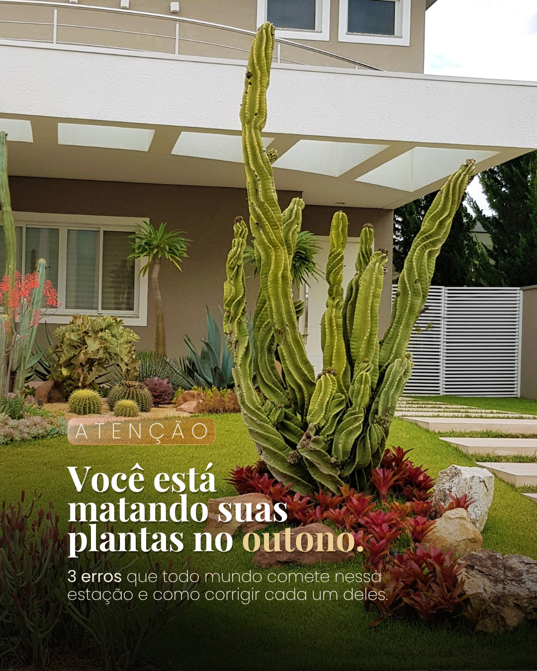 A principal causa de morte de plantas no outono não é o frio. É o excesso de água. 💧
Com a evaporação mais lenta, o solo demora muito mais para secar e a maioria das pessoas não sabe disso.