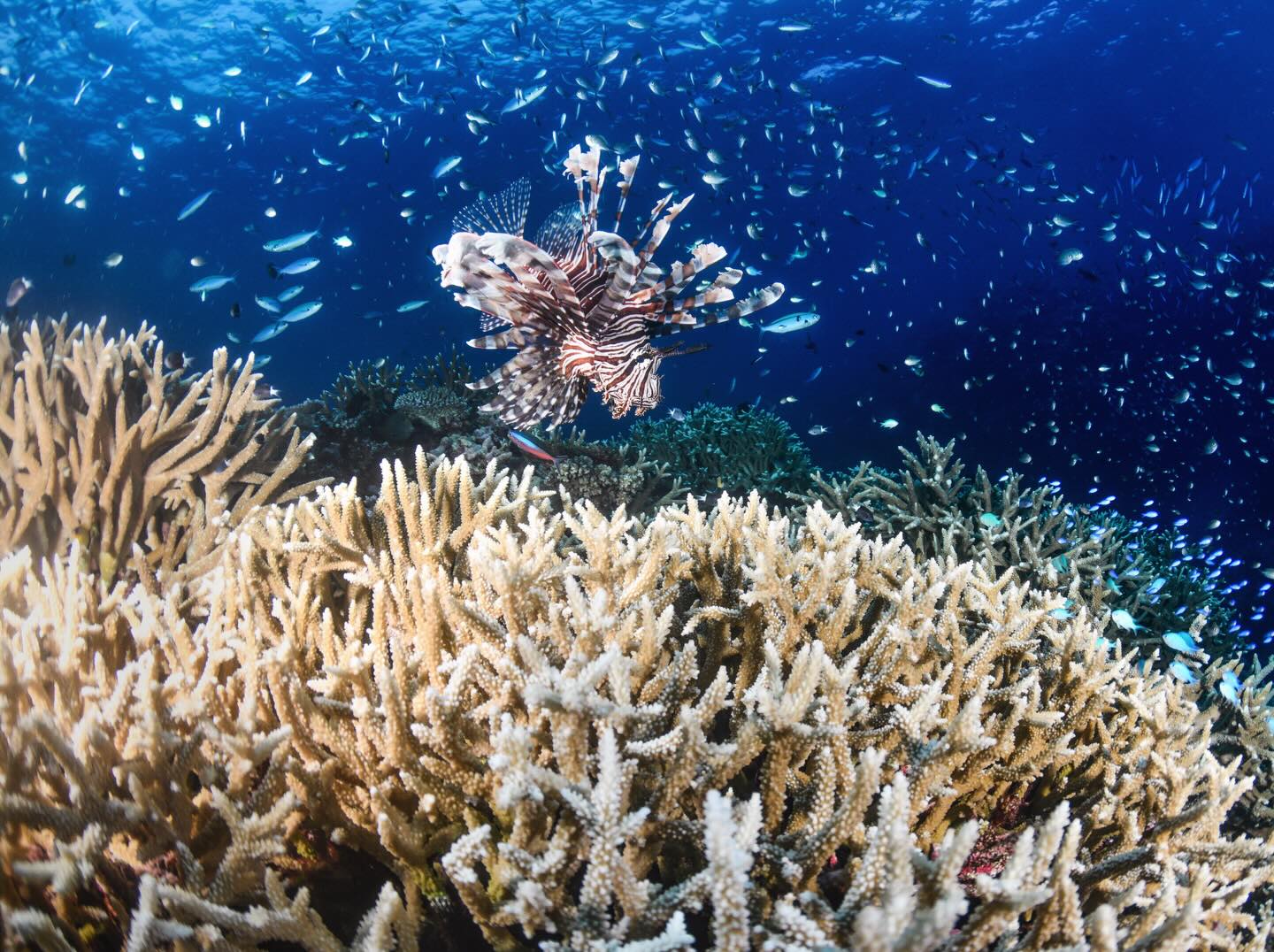 A beautiful hunt 🐠
#fijidive #fiji #uwphoto