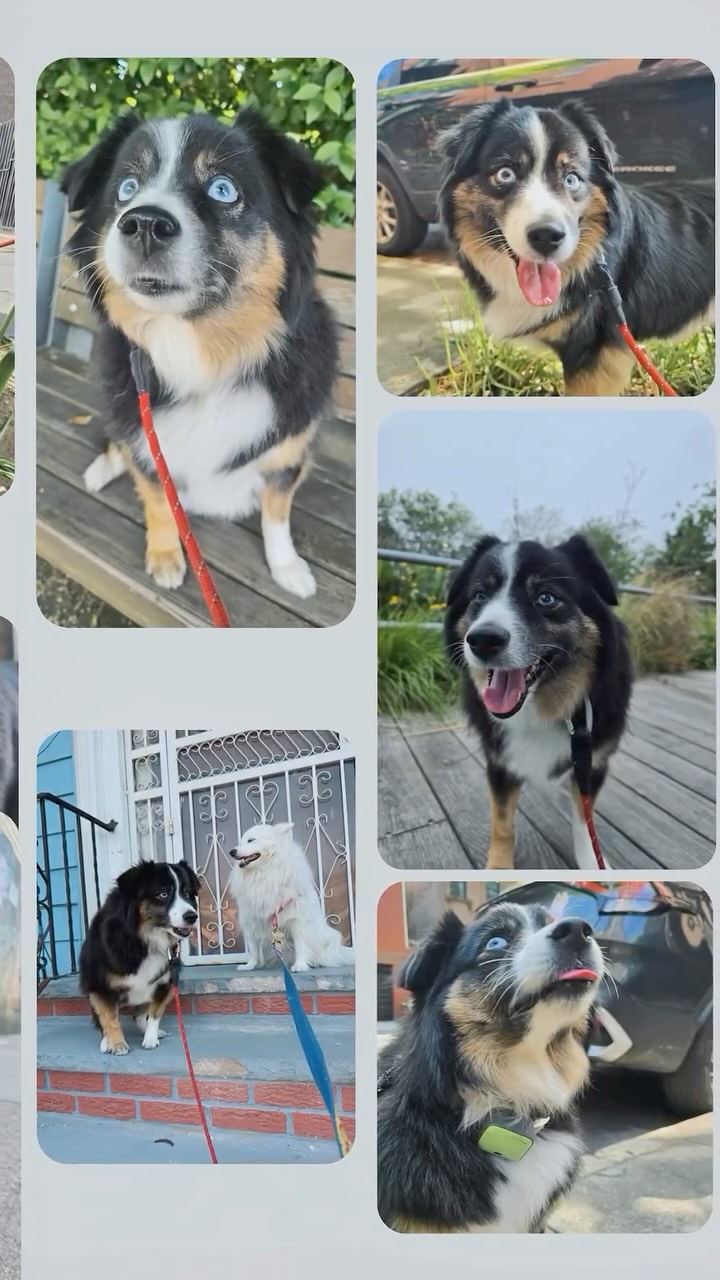 Raise your paws and give an April Barkday shout out to this beautiful Aussie, Curie! 🥳🩵🩵
~ April 5 ~
🌷Happy 9th Barkday to our beautiful Aussie queen, Curie! 🎉🐾💖 This sweet girl is always full of happiness, bringing so much joy and energy to every single walk. Whether she’s out exploring the neighborhood or enjoying her favorite staycation at Marcos’ apartment (because… SKY time is the BEST time 🐶💕which is her bestie), Curie knows how to live life to the fullest! From her playful, wild spirit to her endless love for adventures, Curie makes every moment so special and we’re so lucky to be part of her journey year after year 🥹✨
Huge thank you to her amazing parents for trusting us and letting us share so many unforgettable memories with this incredible girl 💛
Keep being your fun, wild, beautiful self, Curie—we love you so much!! 🐾🎂🎈
#dogsofallboroughs #barkday #aussieshepherd #aussielovers #dogsofbrooklyn