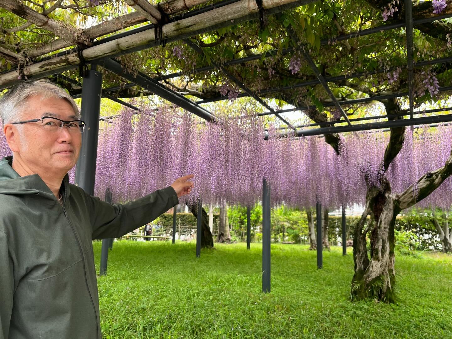平等院前の藤が綺麗です🤩
でも、良い香りはするのに、蜂やアブがいなくて心配です。
もしかしたら、数日前に散布されたトビゲラ退治の薬の影響かもしれません。
虫を殺すと野菜が交配出来なくて、自然には野菜が出来なくなりそうです。
トビゲラは悪さしないのだけど、大量に発生していて、それはなぜ不自然に大量発生しているのかを考えて対策しないとなと思います。
#藤
#平等院
#トビゲラ
