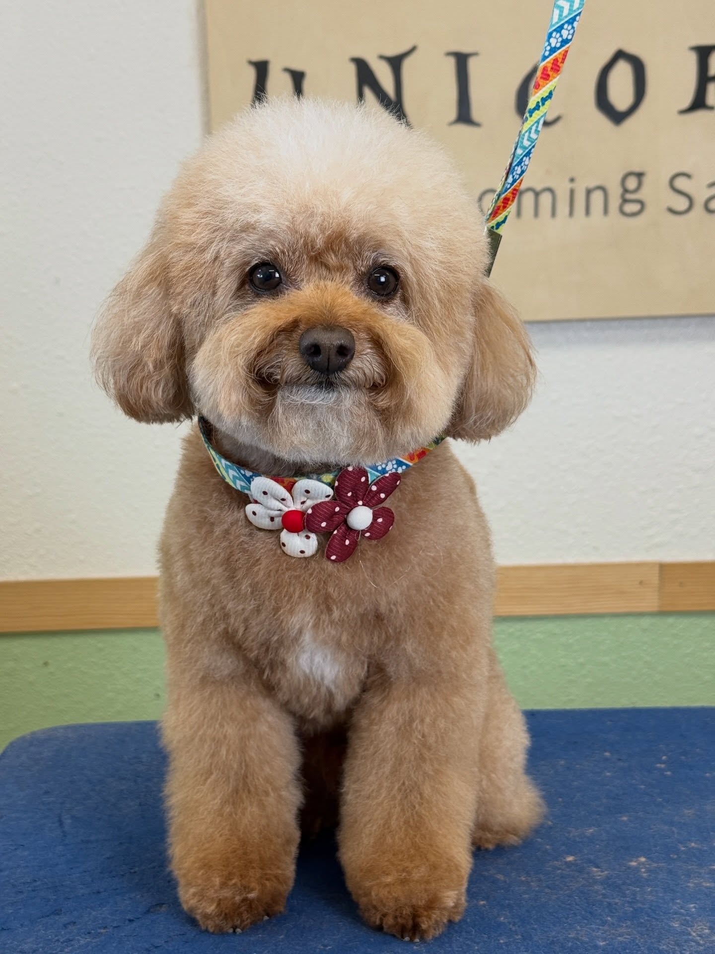 Luxury grooming for pets who deserve nothing but the best. 🌟
From stylish trims to gentle care, we ensure every detail is perfect.
📍 18582 Beach Blvd STE 8C, Huntington Beach, CA 92648
📞 Call/Text: 949-508-9155
✨ Don’t wait—click the link in our bio to schedule your pet’s luxury grooming experience!
💻 https://www.unicornpetsalon.com/meetus