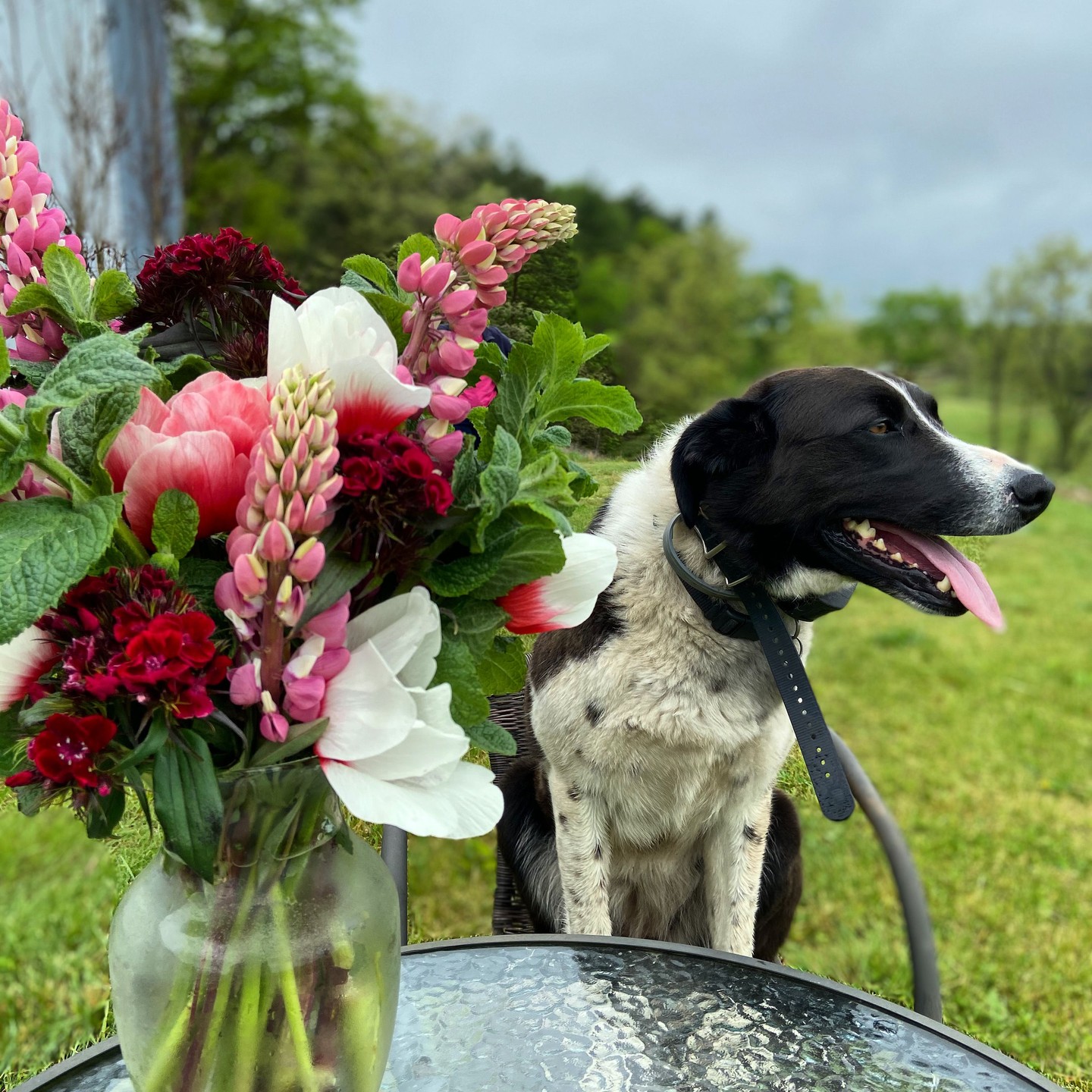 Fresh flowers + farm dog supervision = a pretty perfect evening.
Our blooms are grown right here on our West Virginia ridge-top and cut at peak freshness, so they last longer on your table (and make an ordinary Tuesday feel a little more holy).
If you’re in Alexandria and want weekly or bi-weekly farm-to-vase bouquets delivered to your door, you can sign up on our website.
walkingwindfarm.com
#walkingwindfarmandflorist #alexandriava #localflowers #farmtovase #seasonalblooms