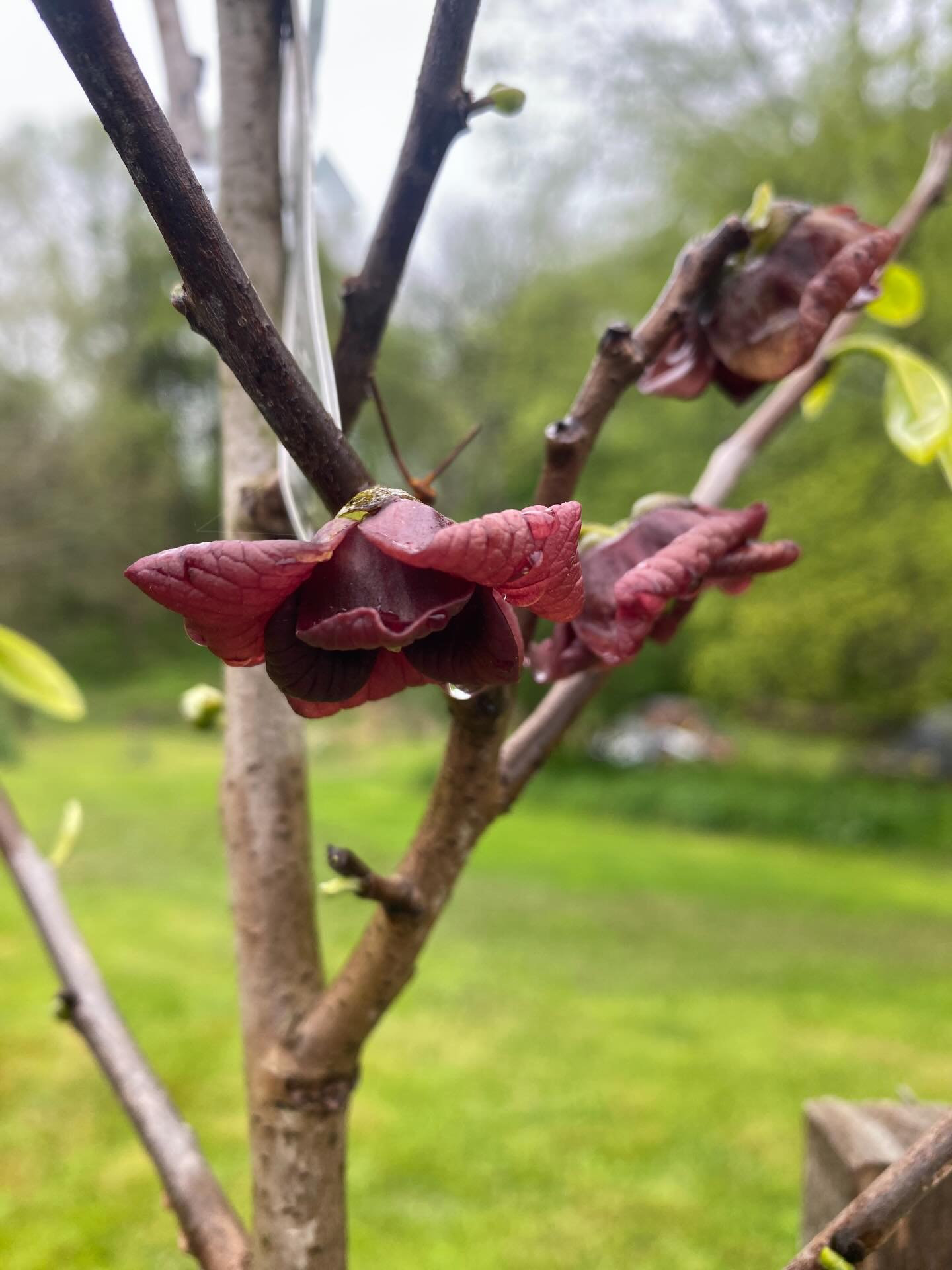 🌱Happy Earth Day everyday!🌱
🌱Happy to see all the blossoming from the trees and tender growth emerging! We had a serious cold snap a few days ago but we prepared by covering things with remay, tarps and even some tree tube coverings to protect tender young saplings. Feeling like warmer nights are ahead.
🌱Things coming up!
The Farm Store will be open Friday 9-4 (4/24) We are offering one more special day of Tulip bunches before the season passes us by. 397 Letort rd Millersville
This Saturday 4/25 we will be vending at the Manheim Township Earth Fest 8-1. There will be lots of native plants to shop for and an artisans makers market. Come stop by and say hi. We will have tulip bunches, our line of herbal teas, formulas, skin care and more.