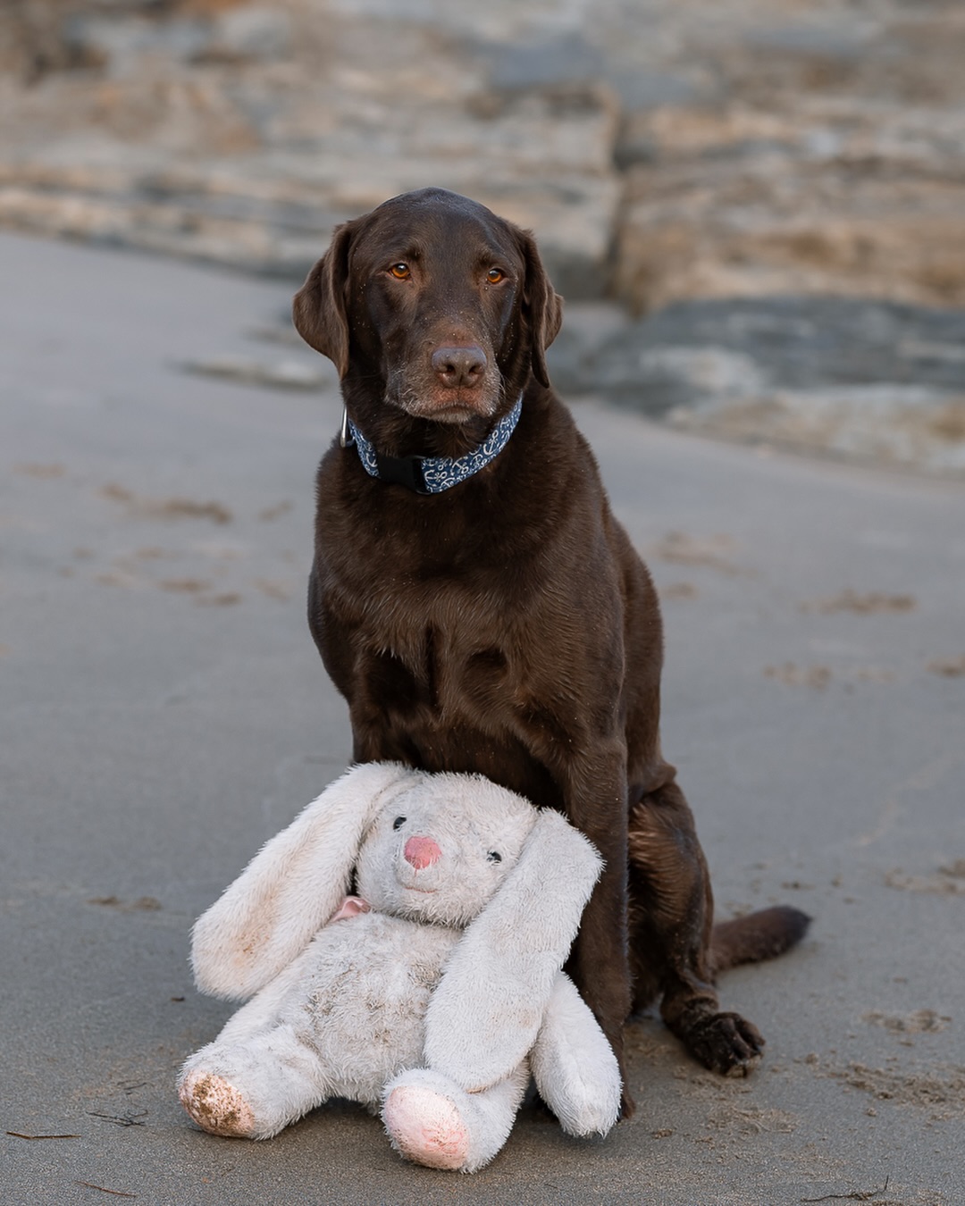 A sneak peek of handsome Waylon 🤎
I had the chance to photograph him and his lovely mom yesterday and my heart is full. Anyone who knows me knows I have a serious soft spot for chocolate labs (and you probably know why). They radiate such joy and you can’t help but smile around them. Waylon was no exception. Even with the chillier weather, he was living his best life tossing his toy rabbit around the beach and running in the ocean. We couldn’t keep the smiles off our faces even if we tried!
#novascotiaphotographer#novascotia#petphotographer#chocolatelabrador